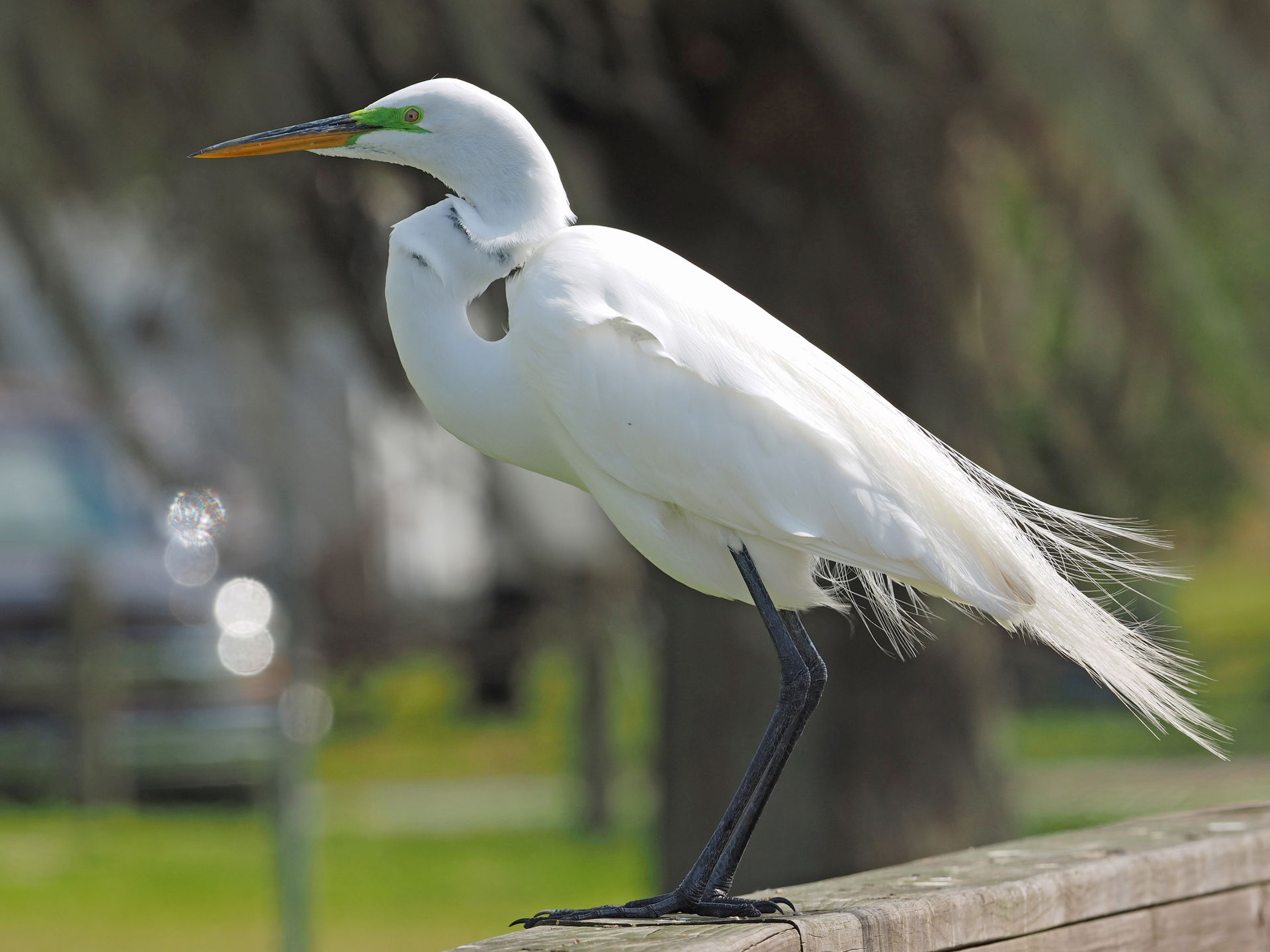 Great Egret - Ardea alba, Joe Overstreet Landing, Kenansville, …