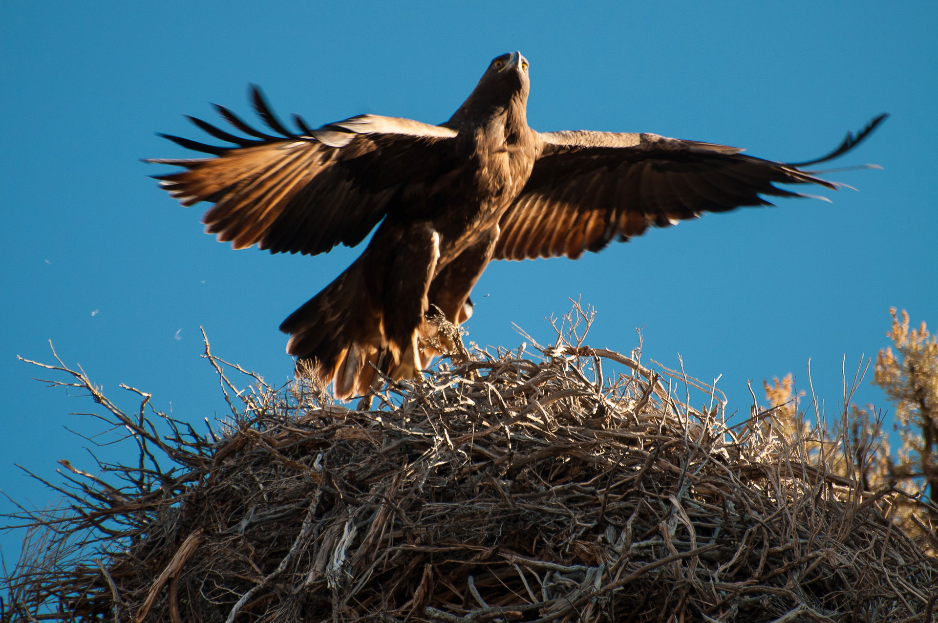 A Red-tailed Hawk near Lakeview, Oregon. Photo by Roman Iacobuc…