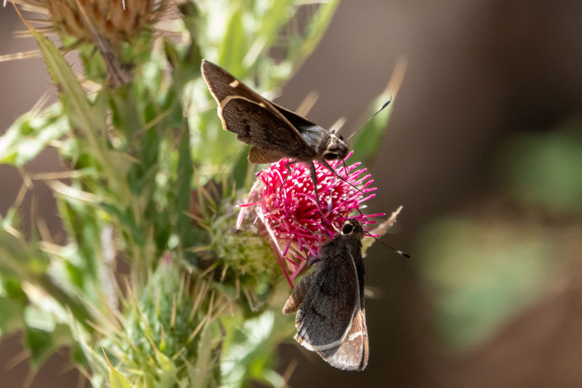 Hesperiidae | Huachuca Canyon | Sierra Vista | AZ|2019-07-27|10…