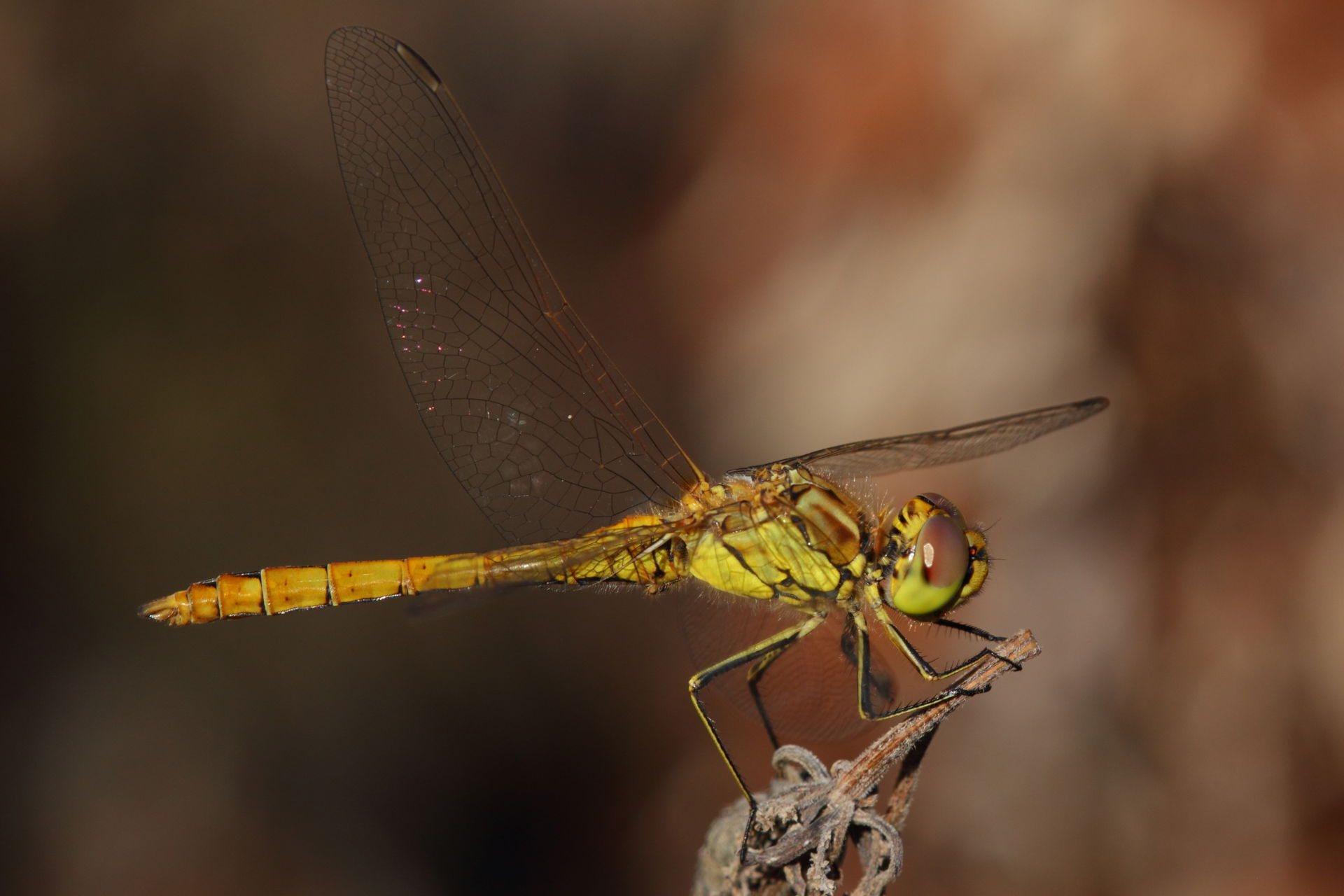 Sympetrum vulgatum (Vagrant Darter), juvenile male. Eisenstadt,…