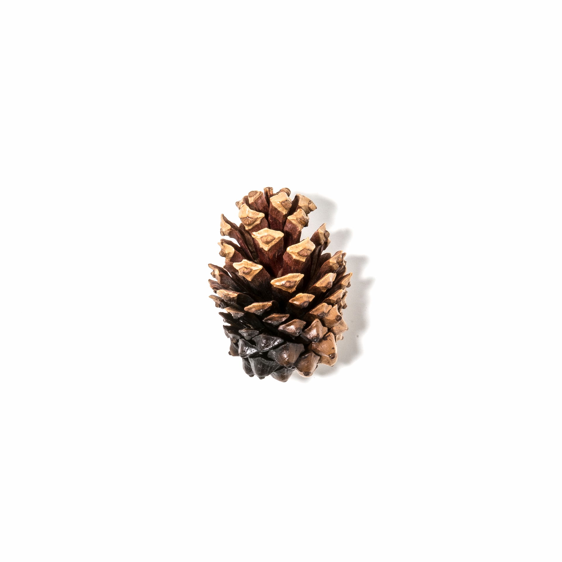 Burnt Lodgepole pine (Pinus contorta)
