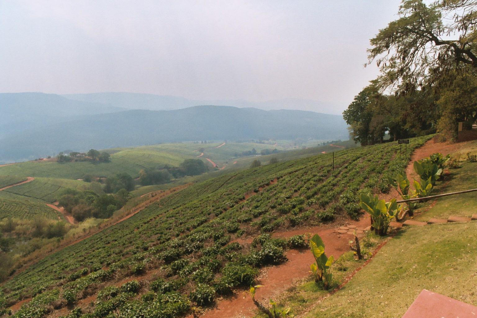 Tea plantation in Tzaneen, South Africa. August 2003.
