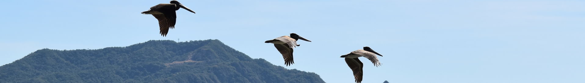 Pelicans overflying the beach on San Patricio - Melaque, munici…