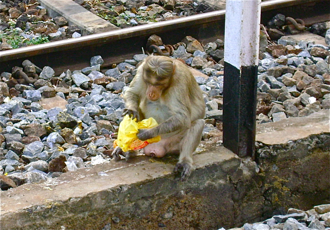 Monkey on Railway line at Vriddachalam India. Photo by Pastor D…
