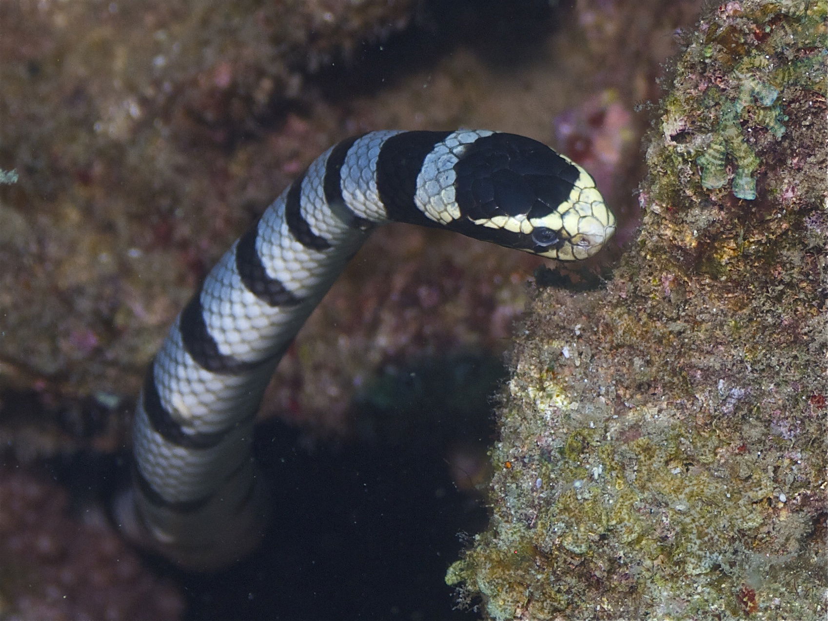 A yellow-lipped sea krait (Laticauda colubrina) in Zamboanguita…