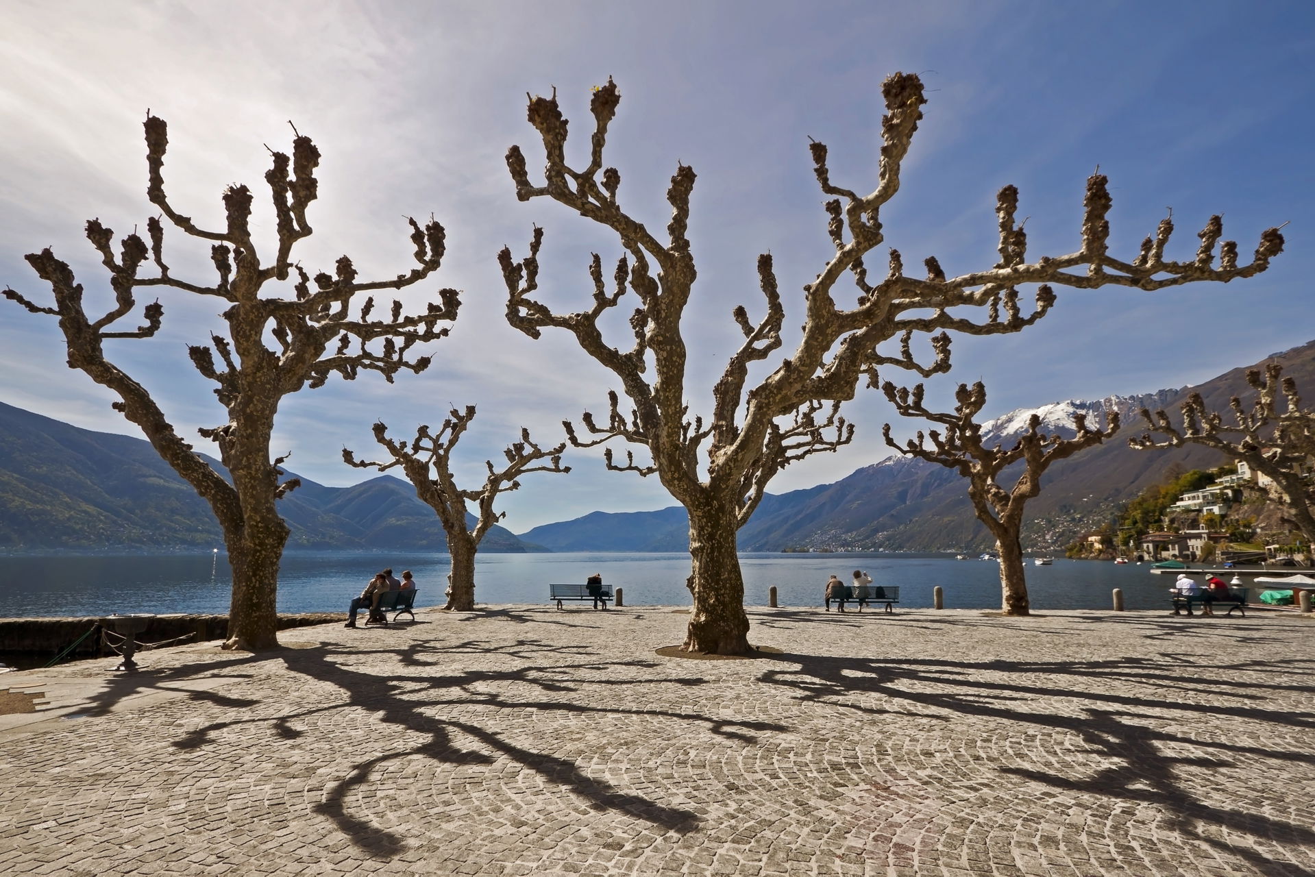 sycamore trees in Ascona - Ticino