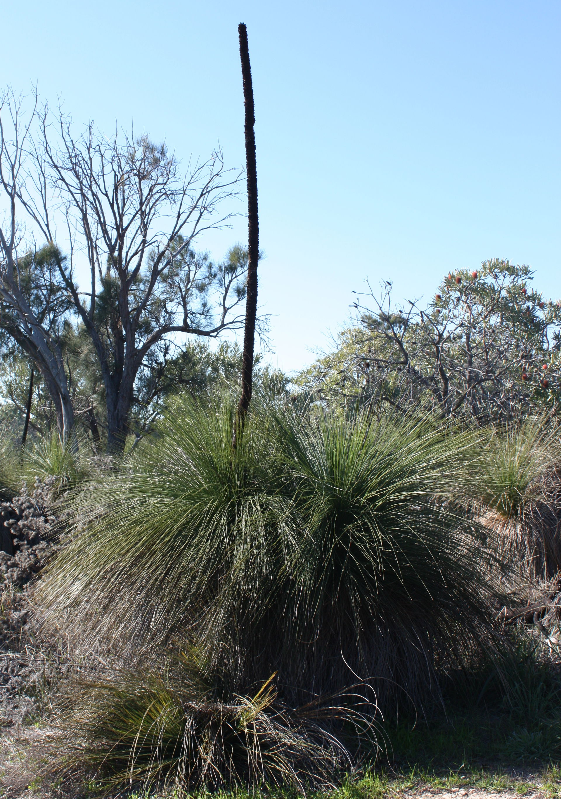 Xanthorrhoea preissii. Photo taken at Wireless Hill Park, Perth…
