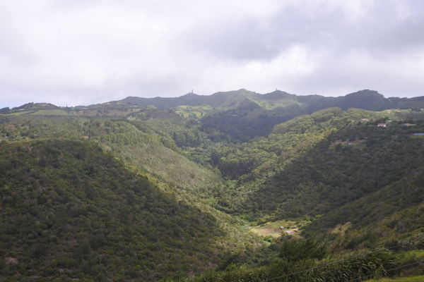 Levelwood