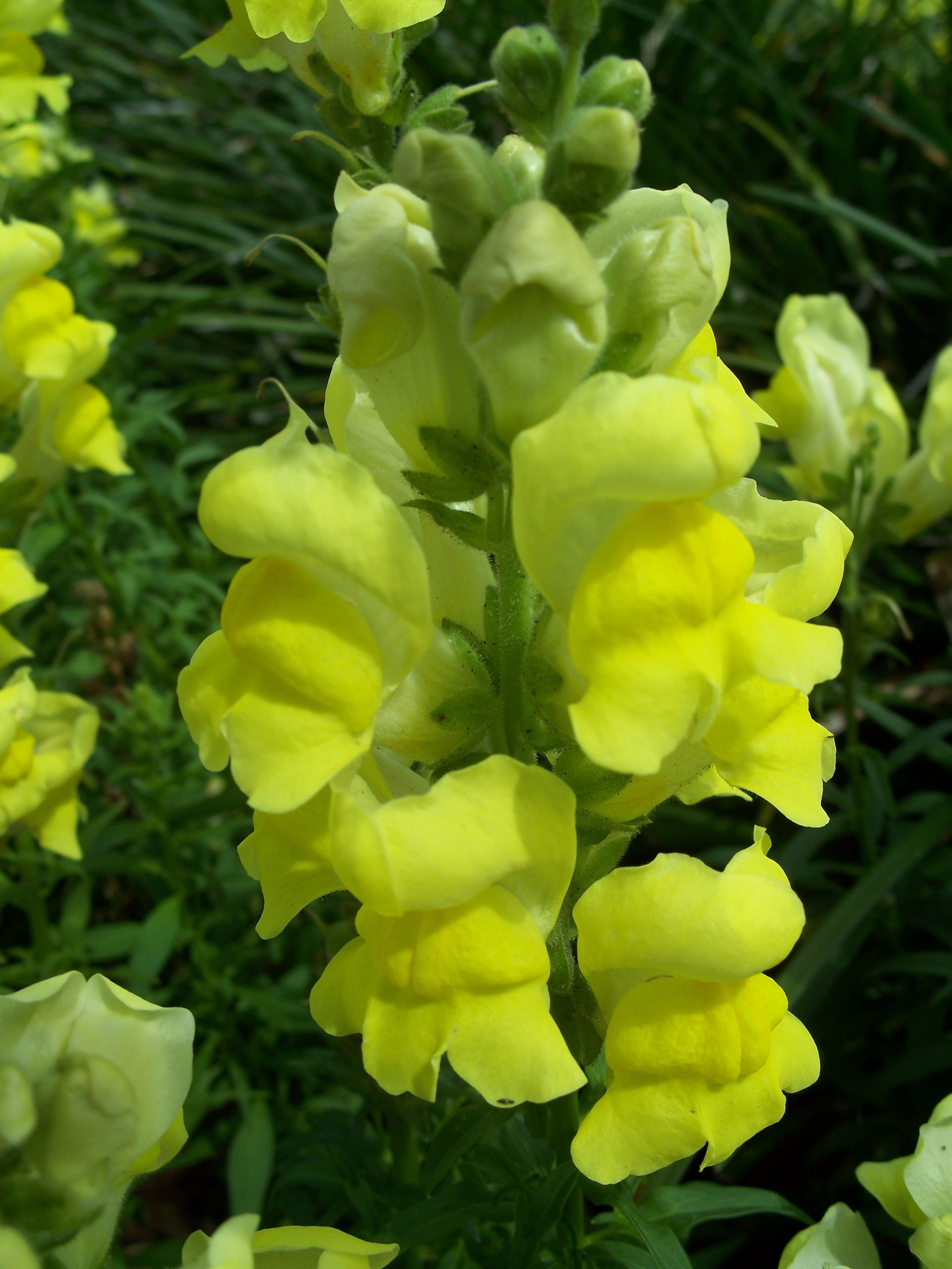Antirrhinum majus, Flower in Longwood, Florida