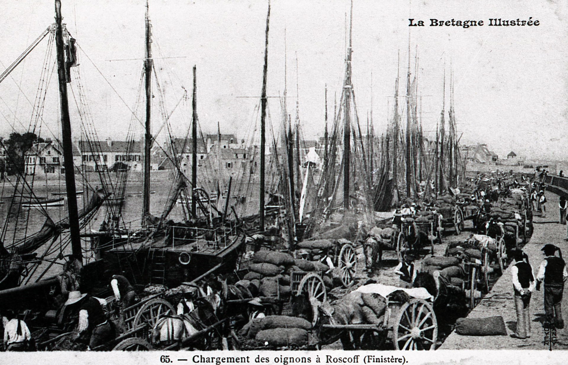 Le port de Roscoff au début du XXème siècle.
L'exportation des …