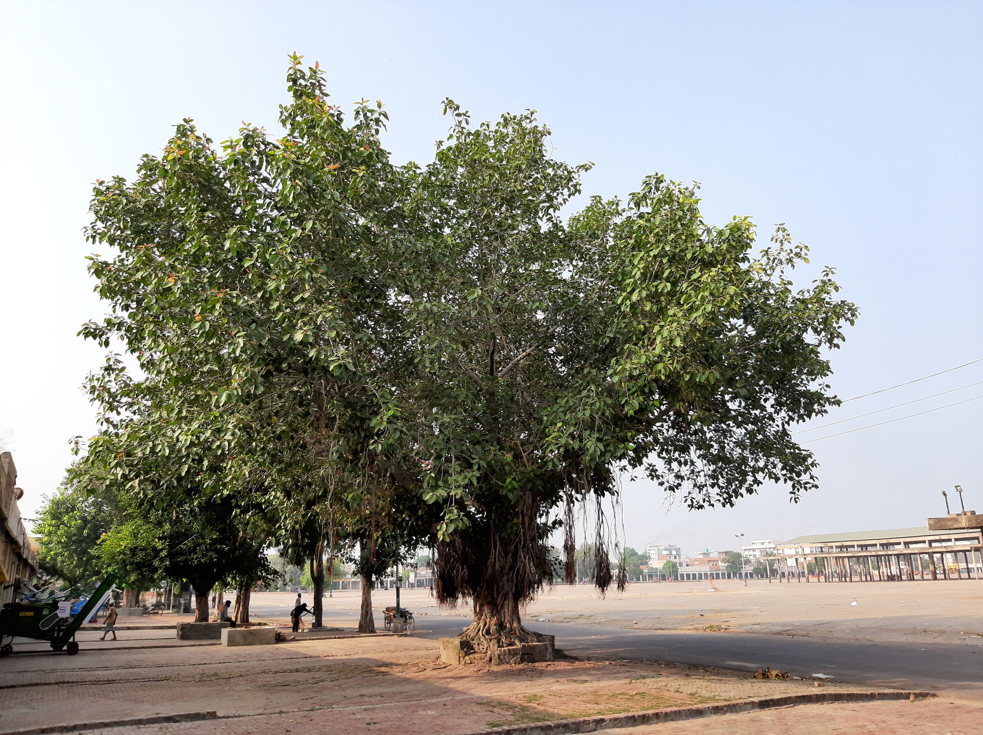 A banyan tree in Moga, Punjab