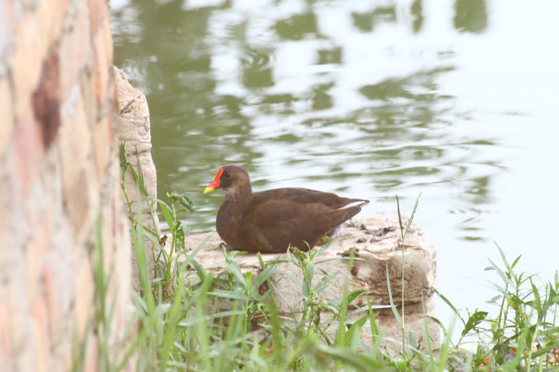 A Duck Moorhen During Rest on The Bank Of Pond At Dhurkot Villa…