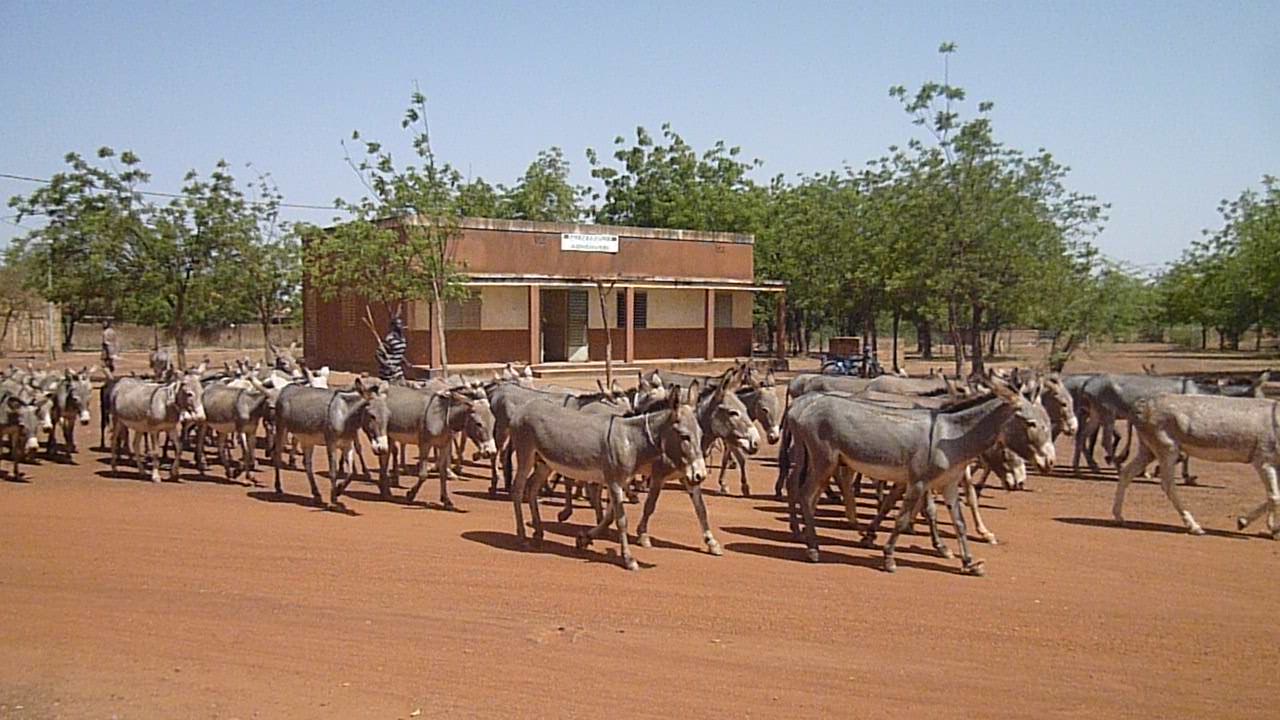 This is an image with the theme "Home + Habitat in Africa" from: