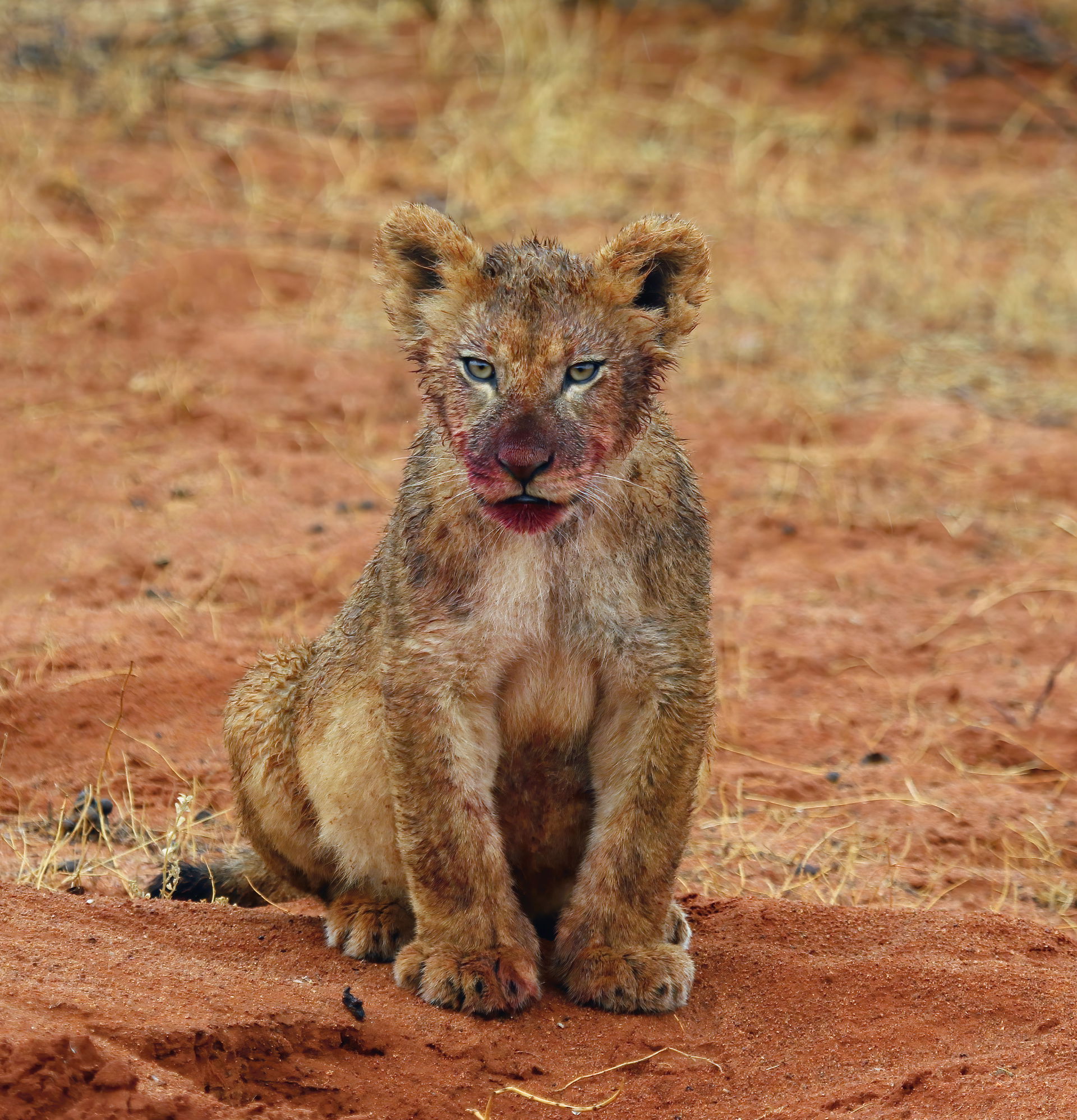 Kalahari lion (Panthera leo) male cub 4 months, after feeding, …