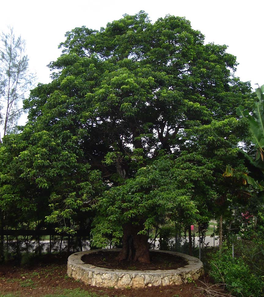 An offshoot of the famous koka tree (Bischofia javanica) of Kol…