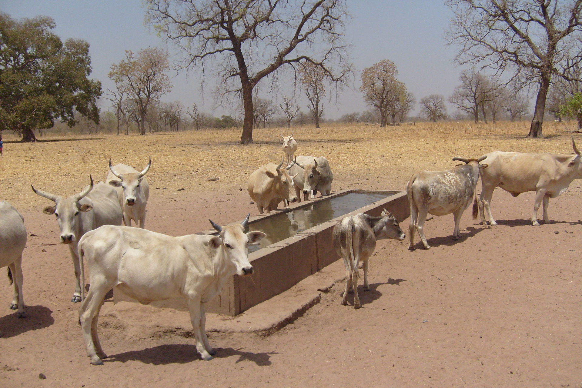 Troupeau à l'abreuvoir à Tambacounda (Sénégal)