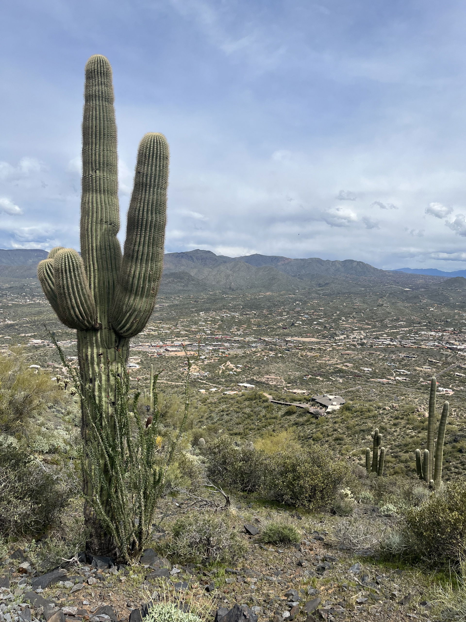 Saguaro along Black Mountain Trail In Cave Creek