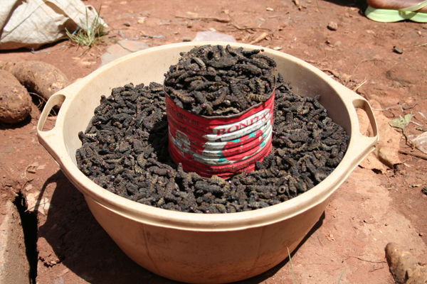 Orodara