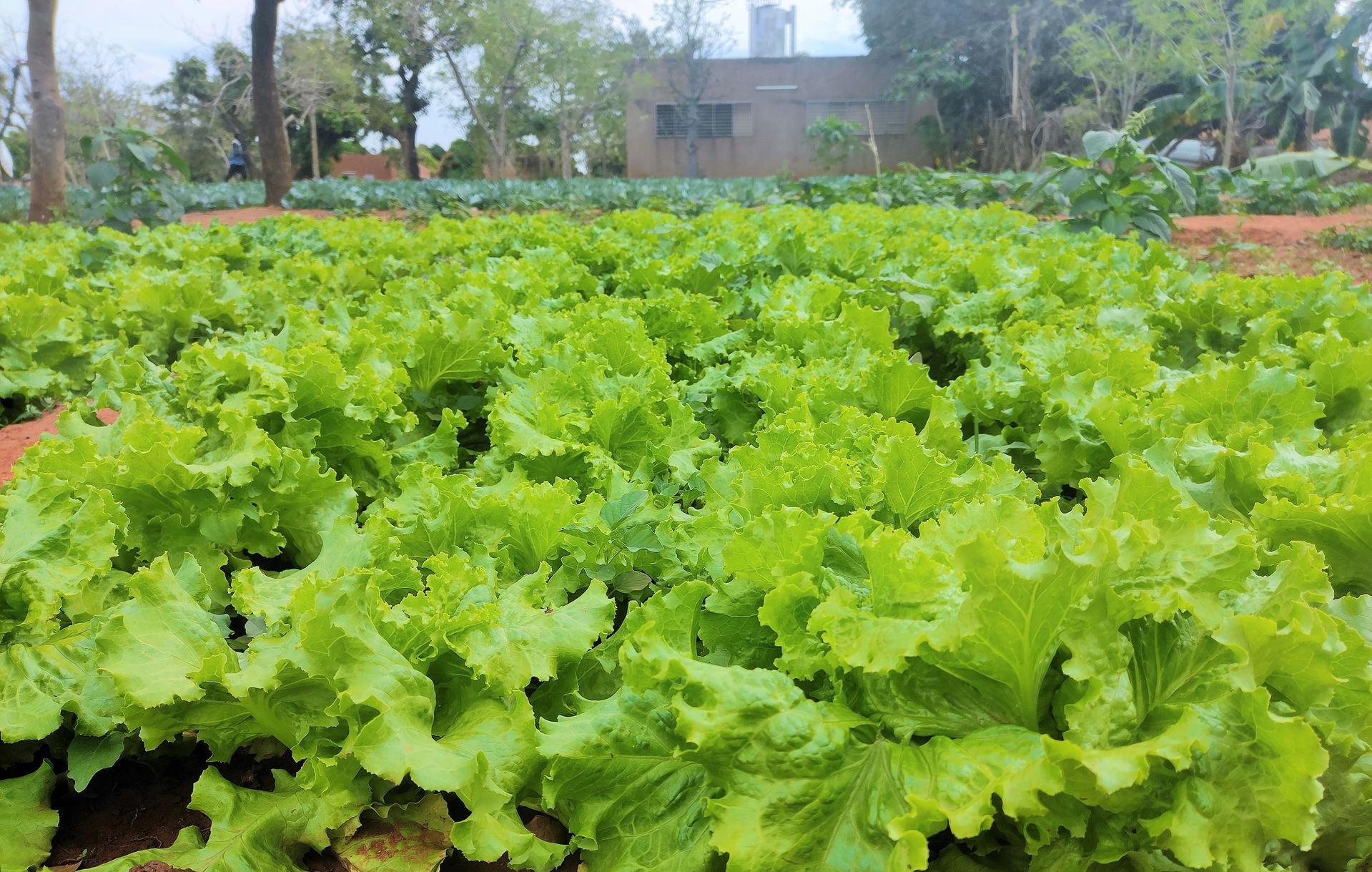 This is an image with the theme "Farm to Plate" from: