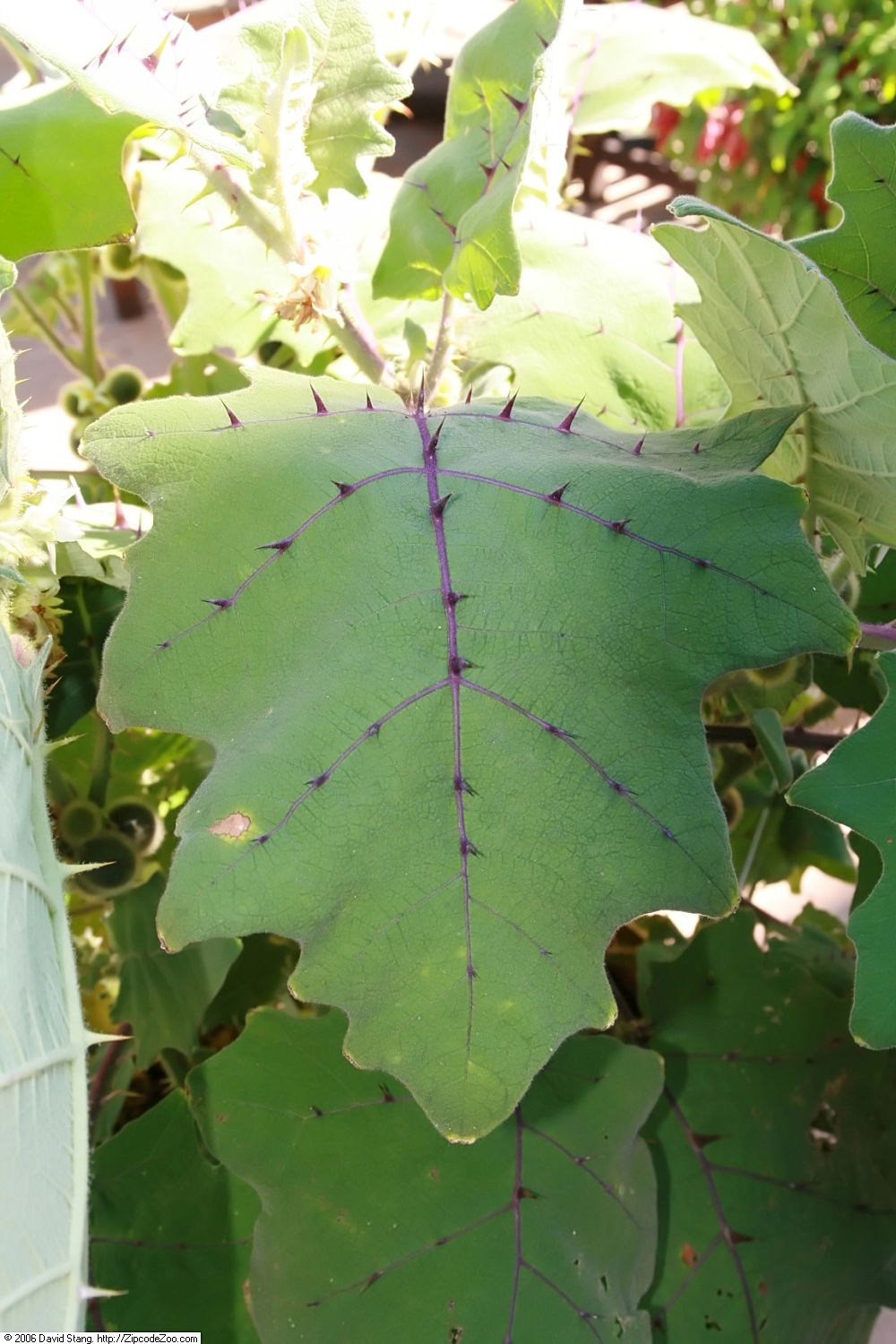 Location taken: United States Botanic Garden. Names: Solanum qu…
