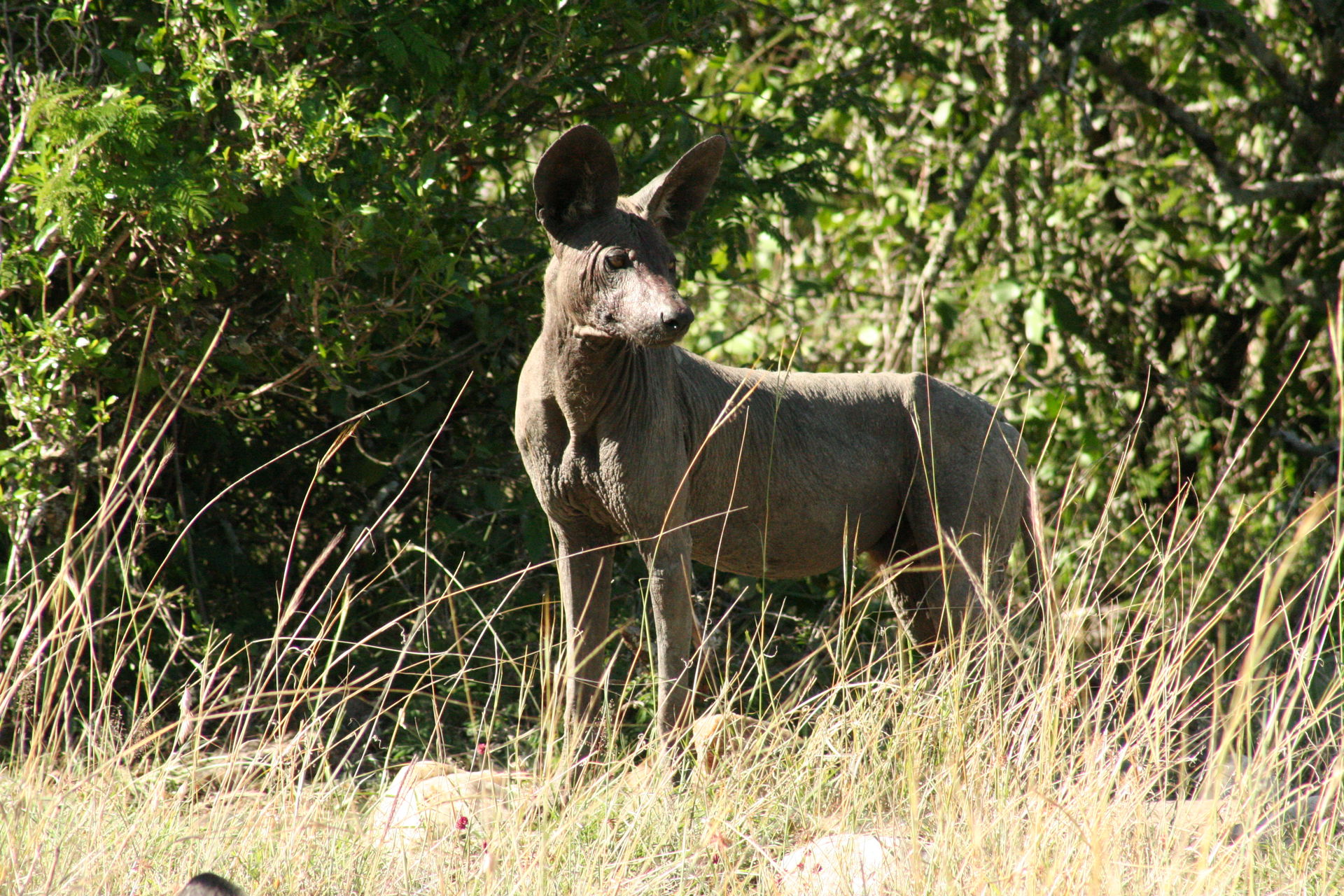 Serengeti, Tanzania