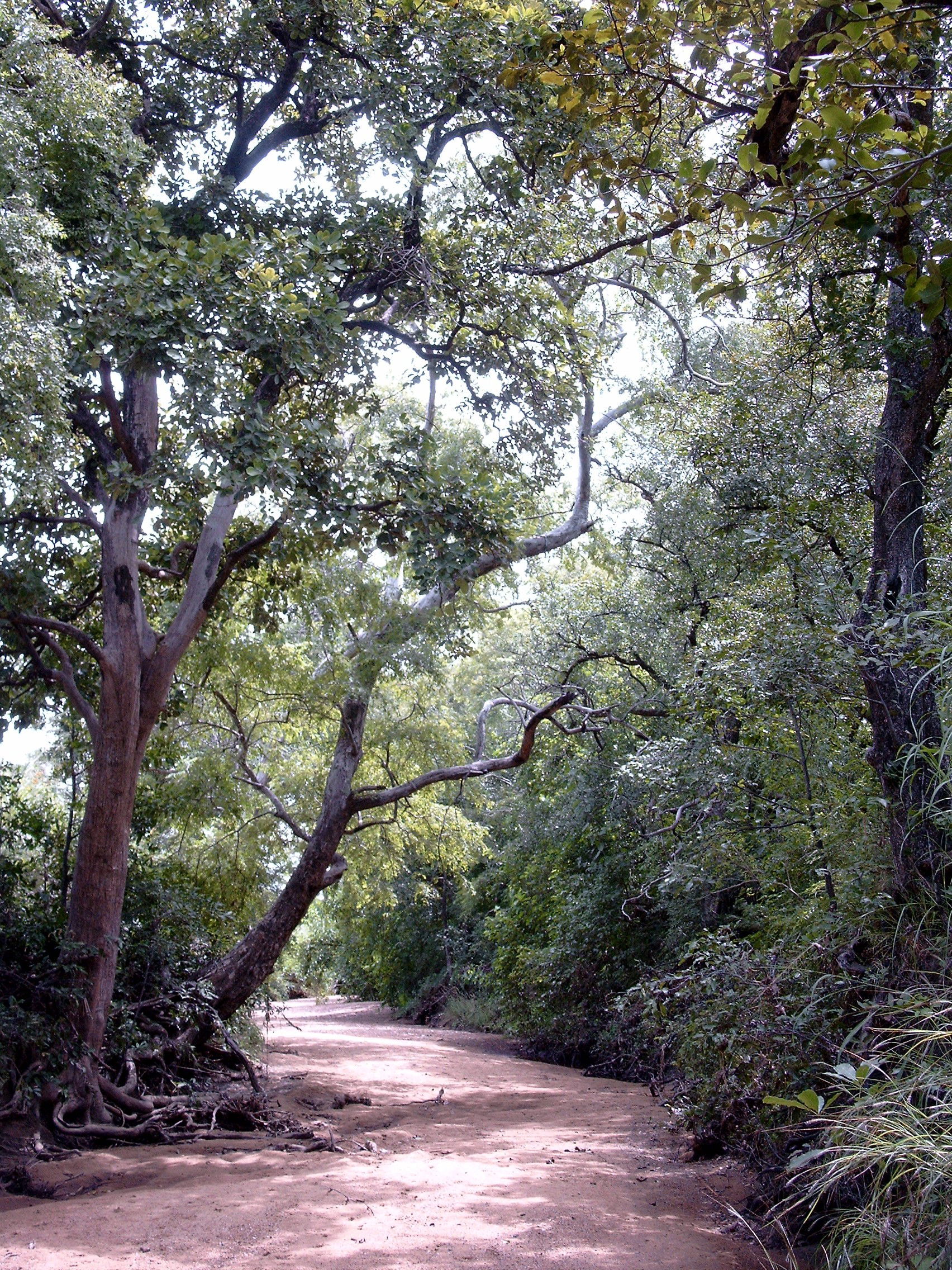 Temporary watercourse in Pama reserve, Burkina Faso.