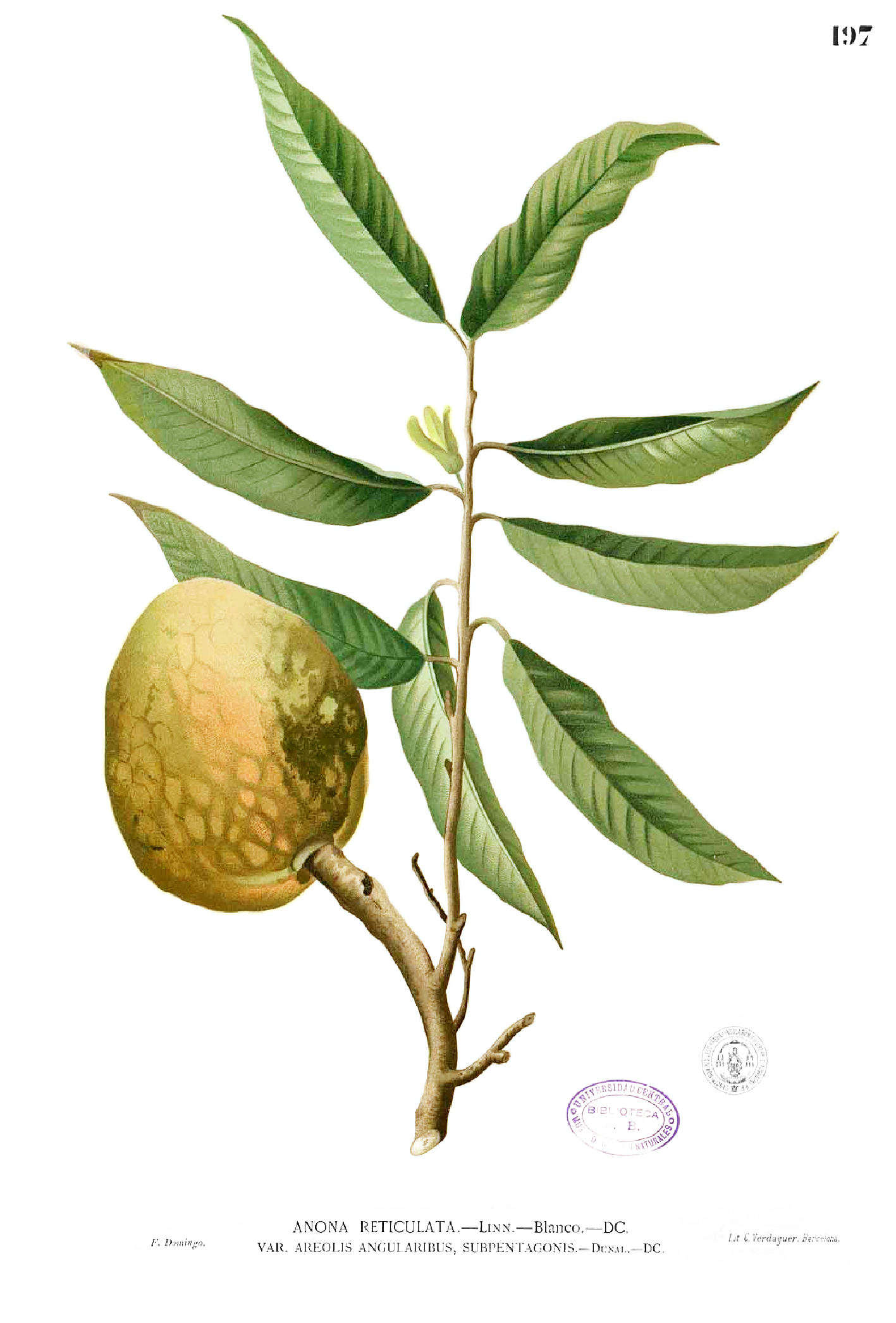 Plate from book