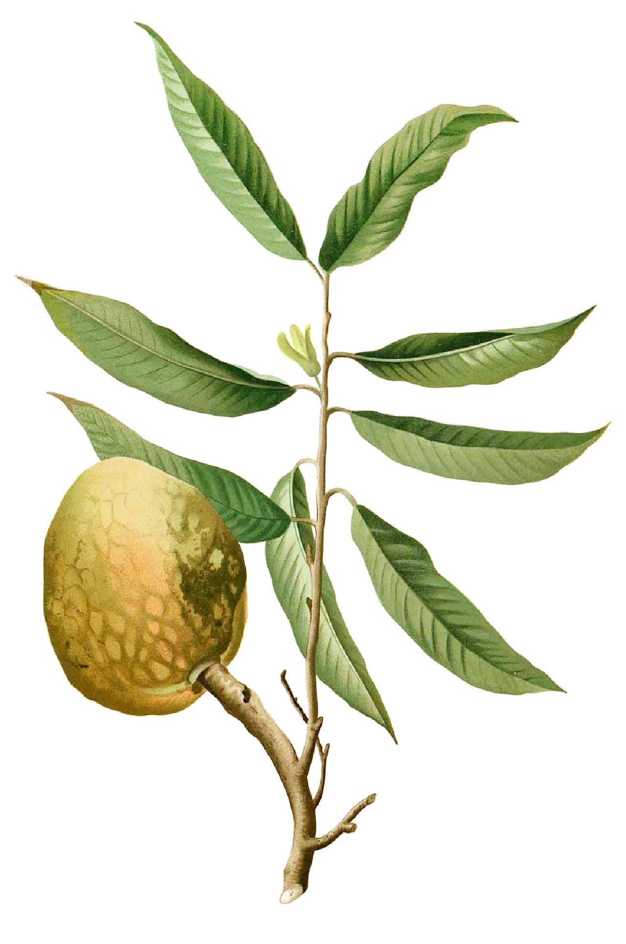 Plate from book