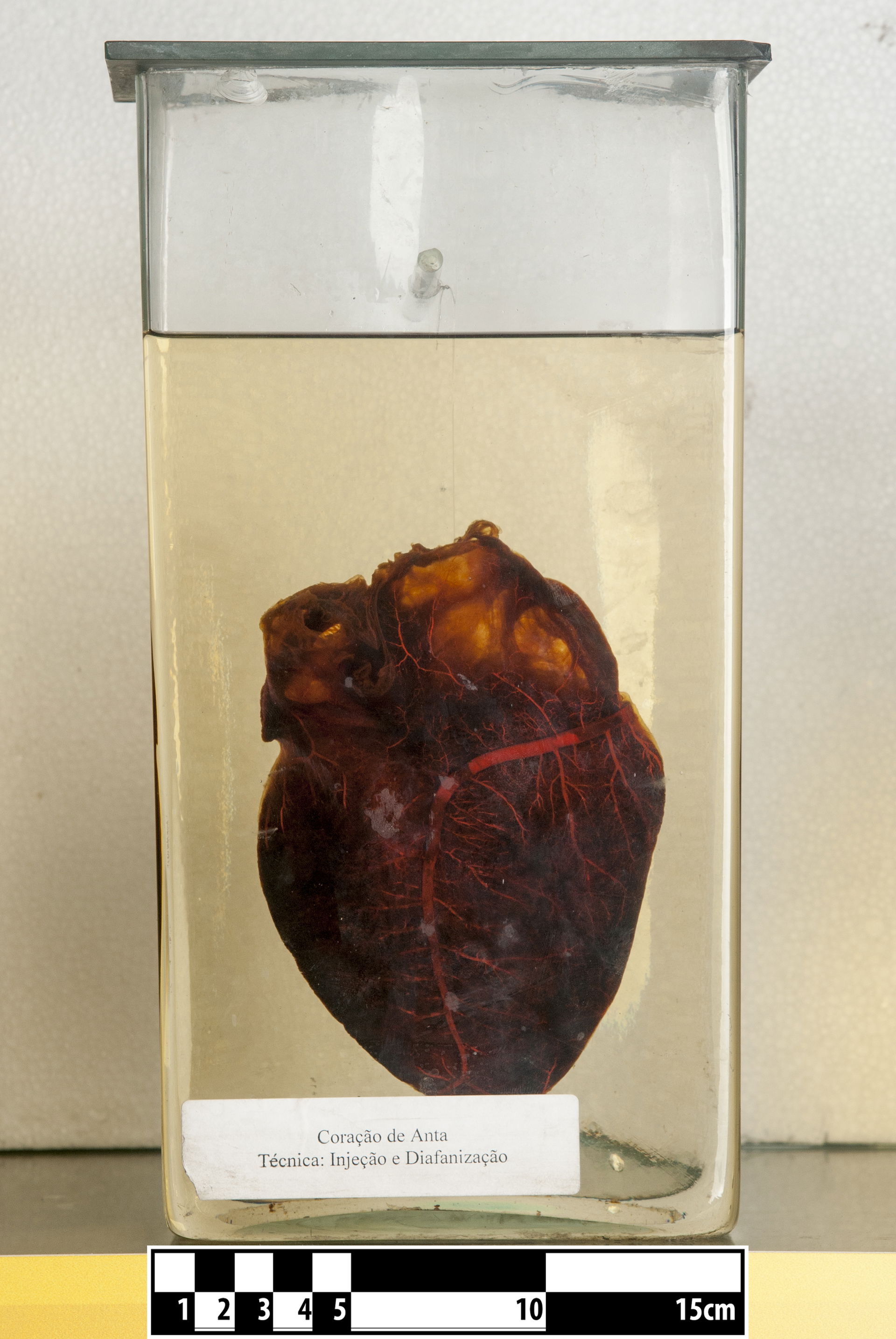 Heart of a tapir (Tapirus terrestris). Clarified for visualizat…