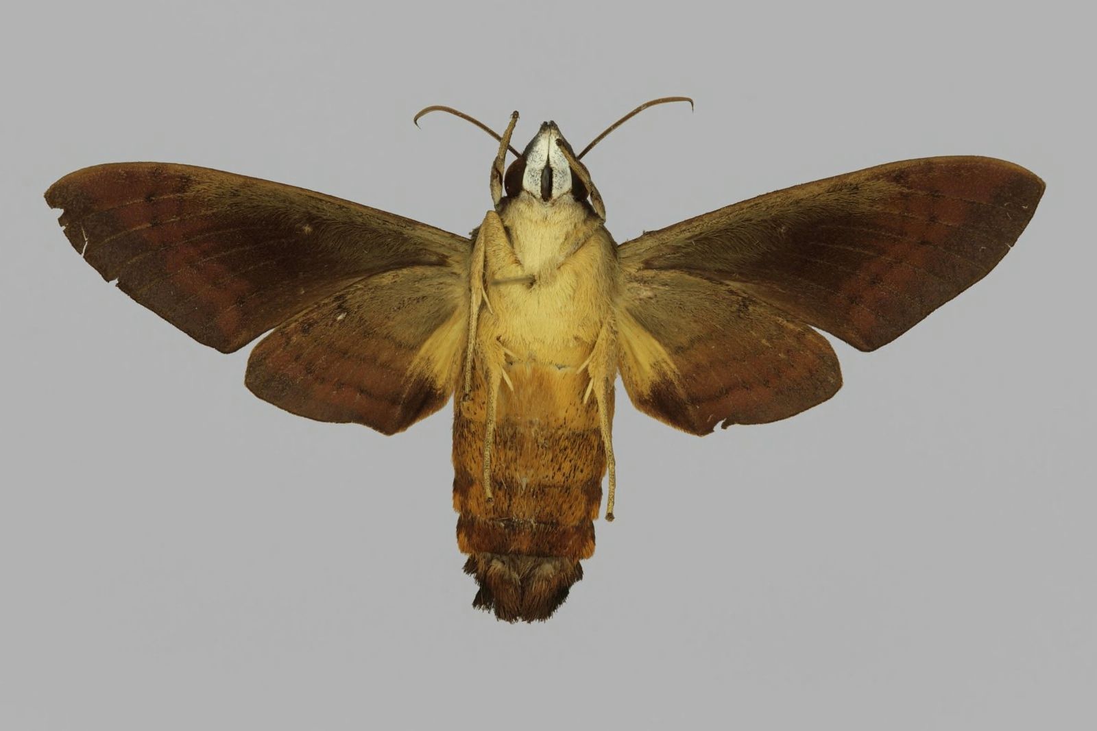 Atemnora westermannii, female, underside. Sierra Leone, Moyamba