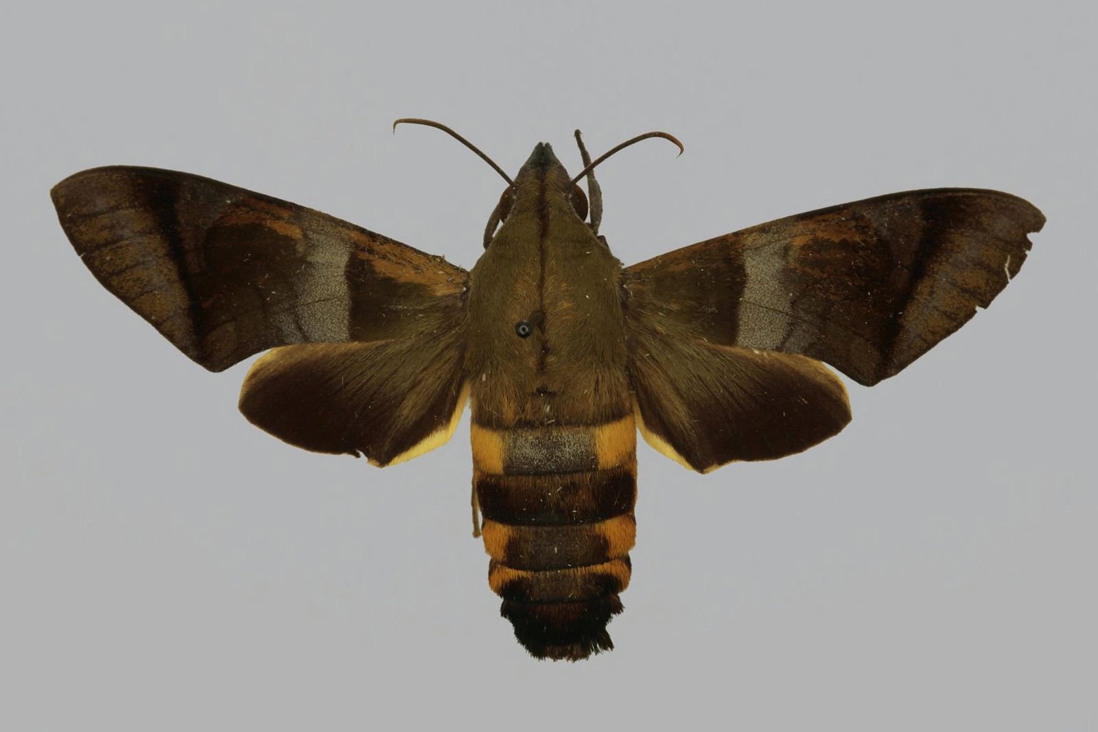 Atemnora westermannii, female, upperside. Sierra Leone, Moyamba