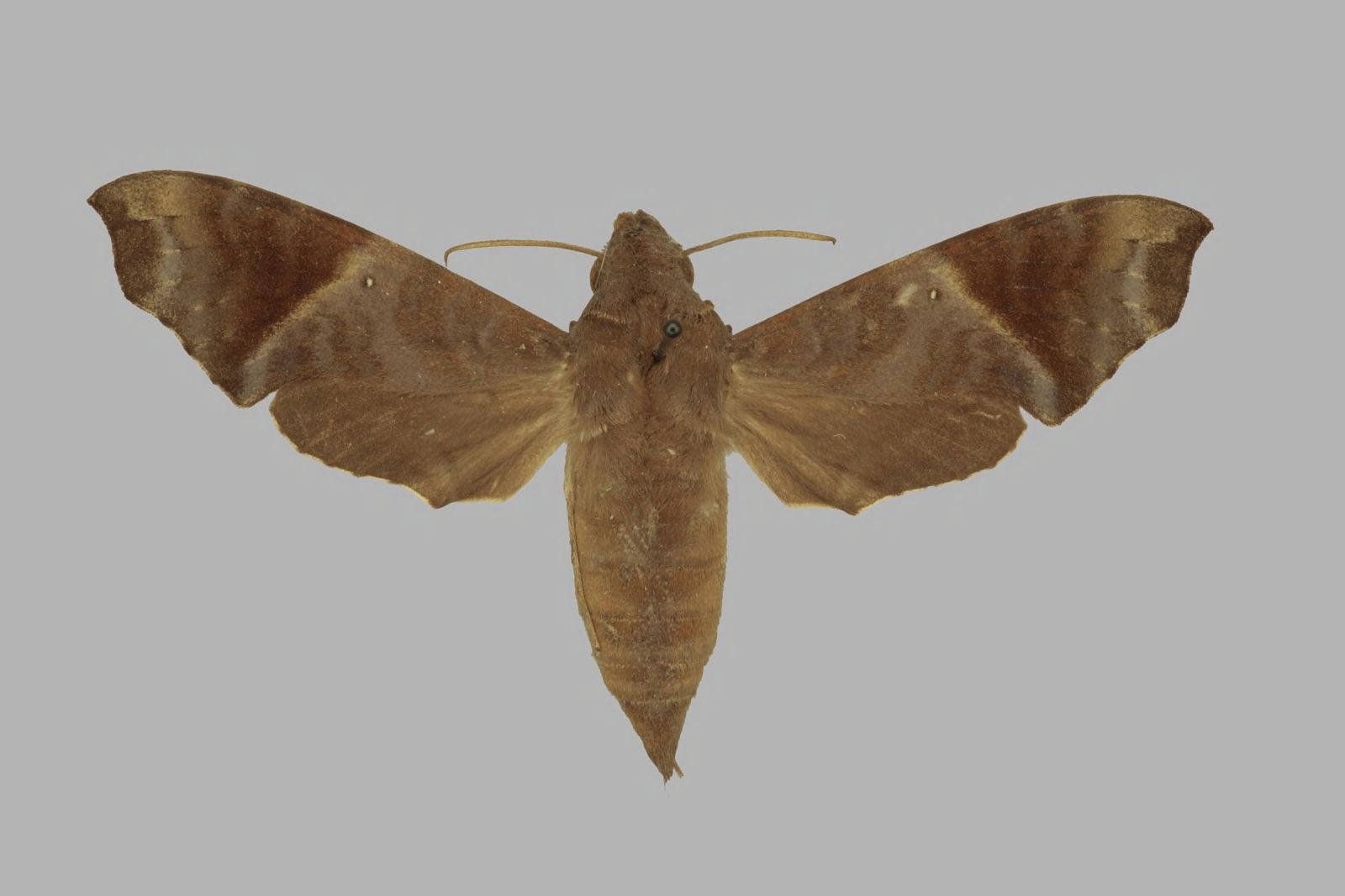 Temnora sardanus sardanus, female, upperside. Sierra Leone, Moy…