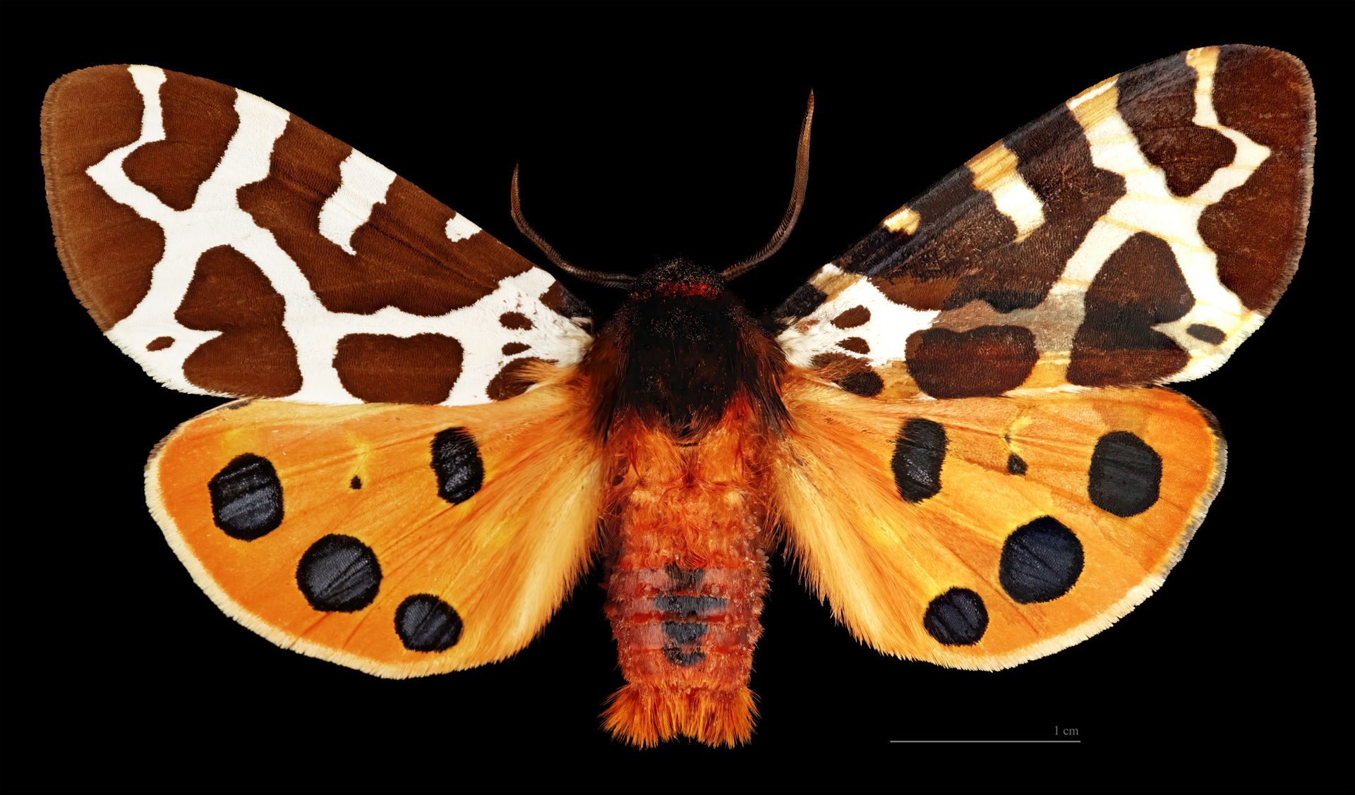 Arctia caja - Dorsal side