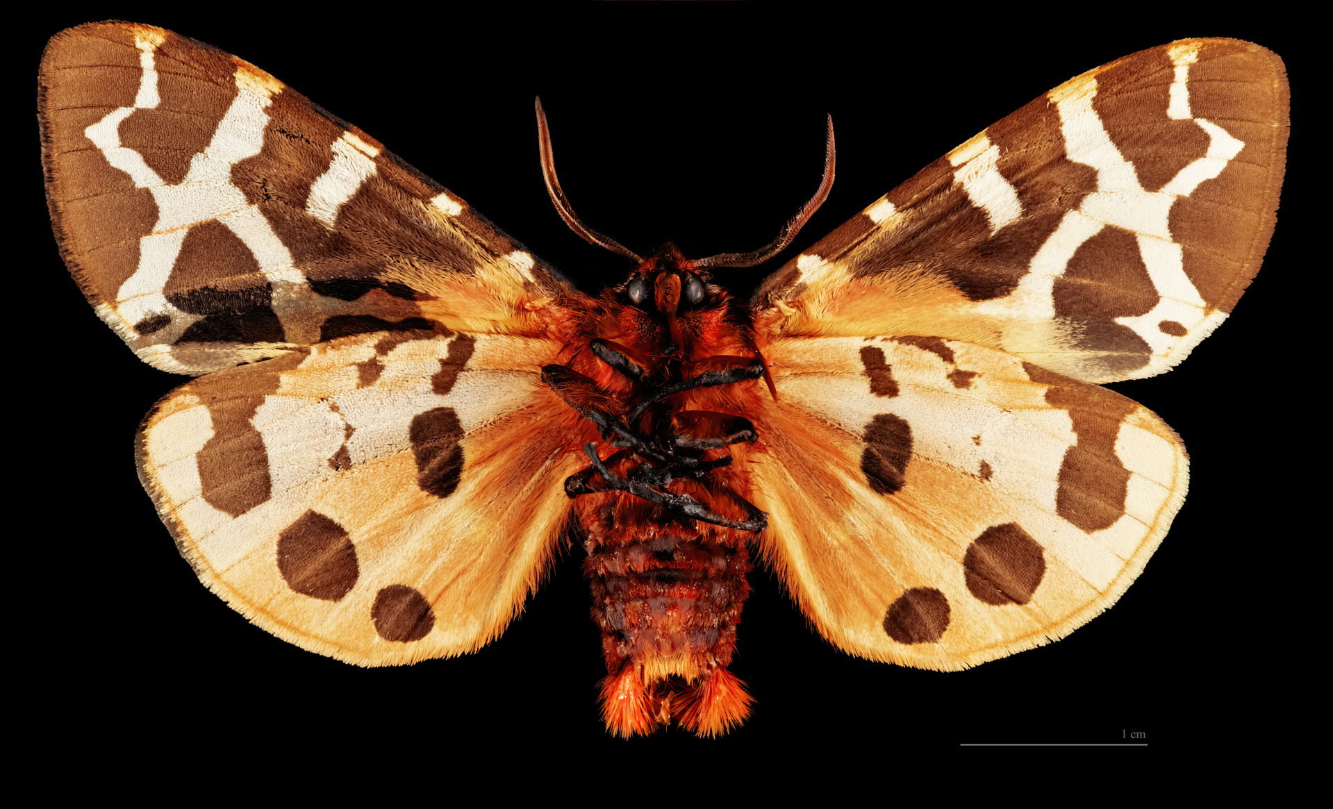 Arctia caja - Ventral side
