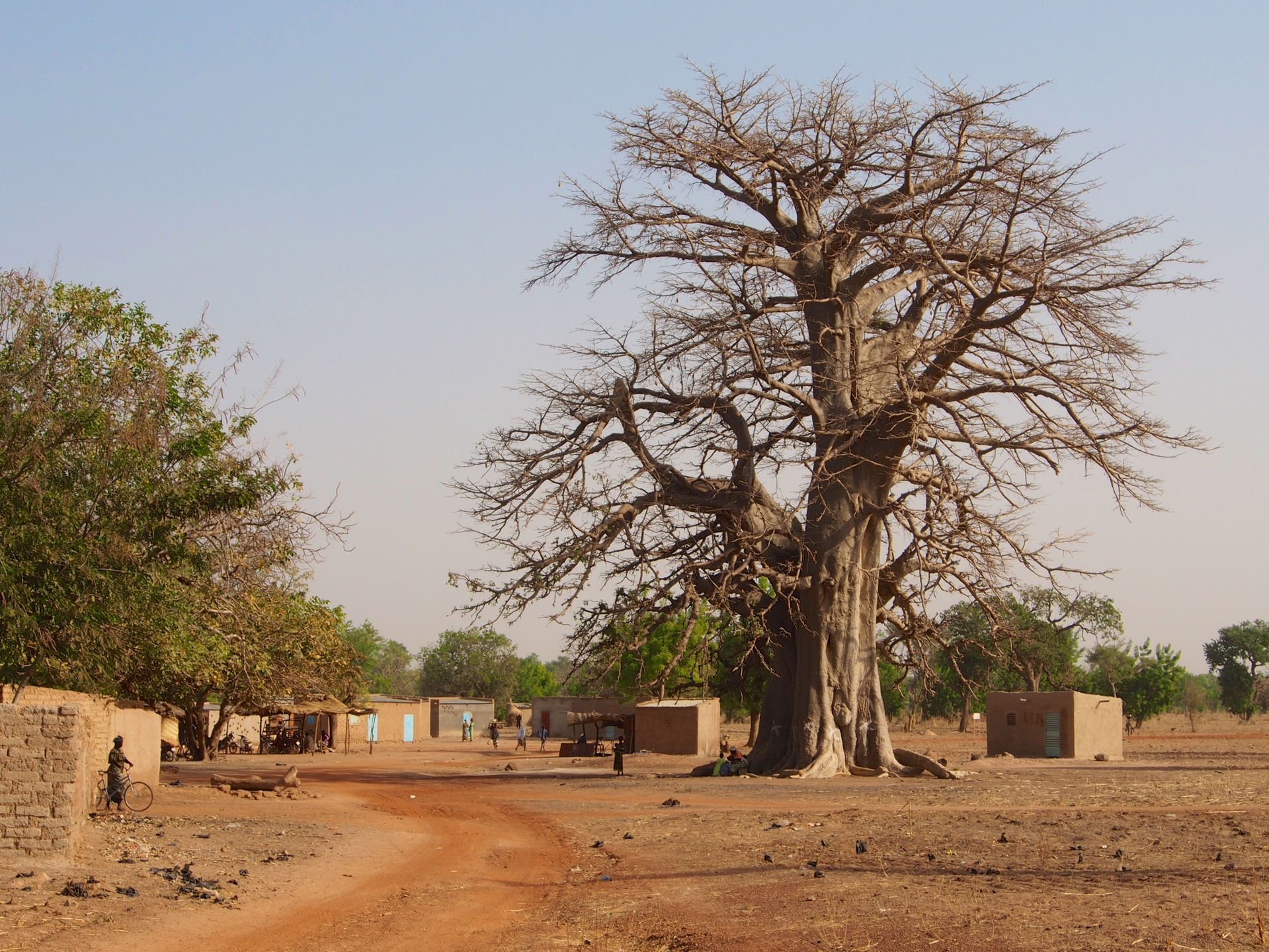 A huge baobab tree in the center of the village of Pitmoaga, co…