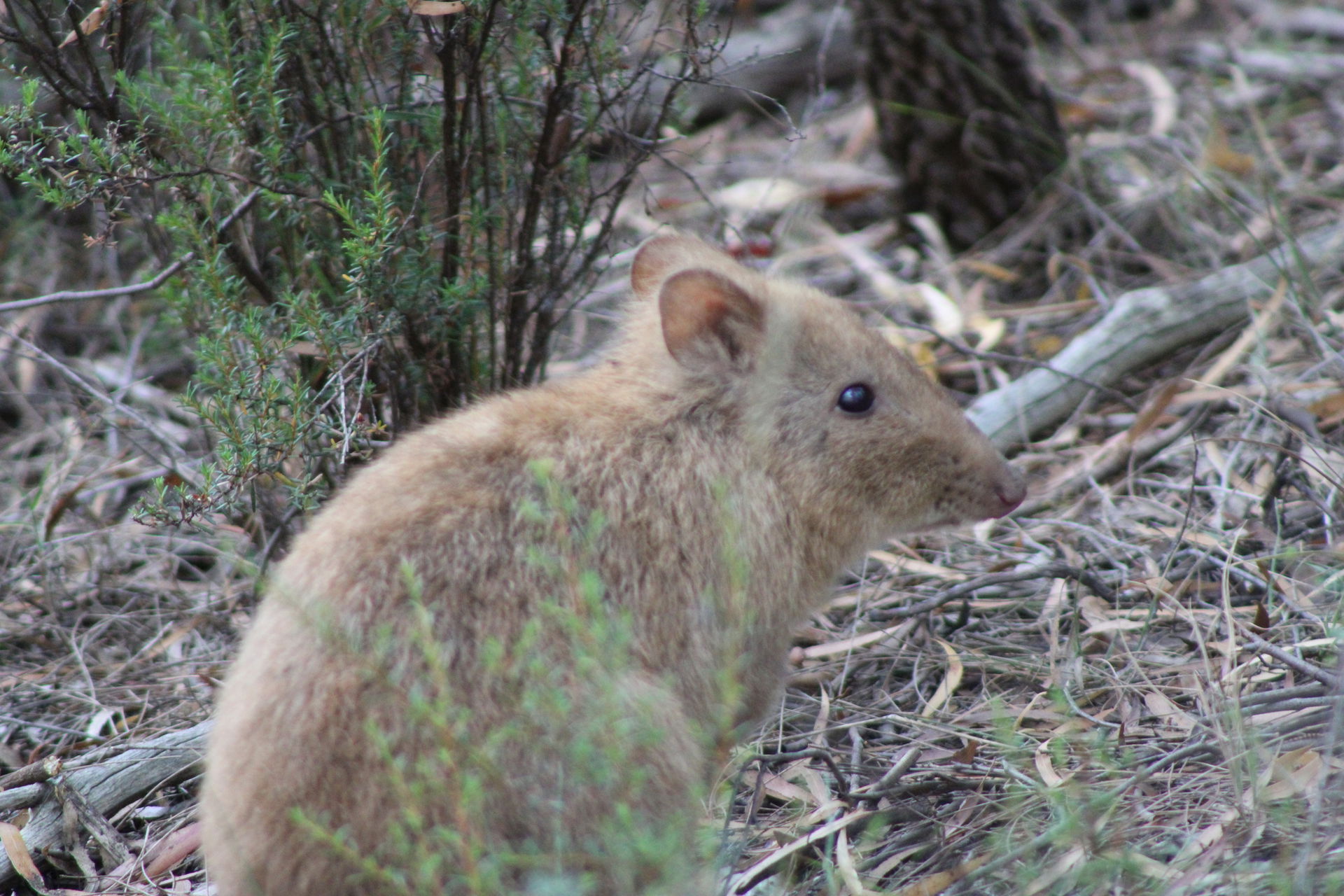 Taken in the Carr Villa Flora Reserve. Possible amelanism or le…