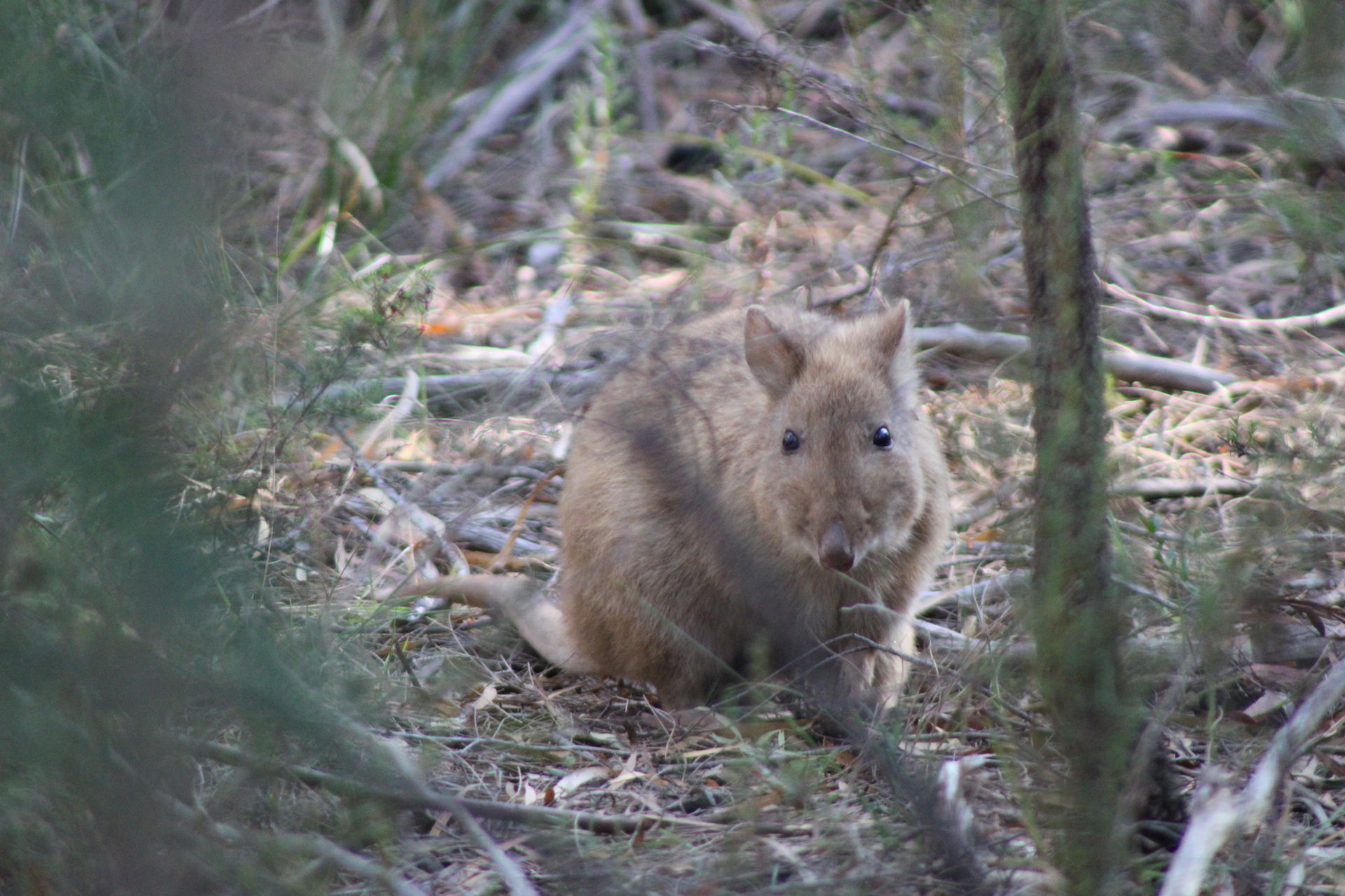 Taken in the Carr Villa Flora Reserve. Possible amelanism or le…