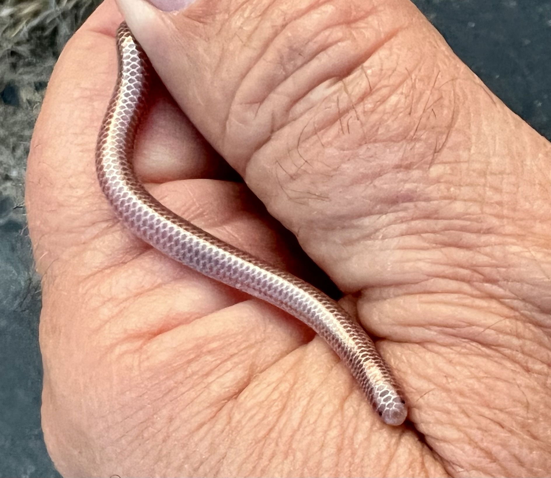 Western Threadsnake (Rena humilis) in hand by nmoorhatch