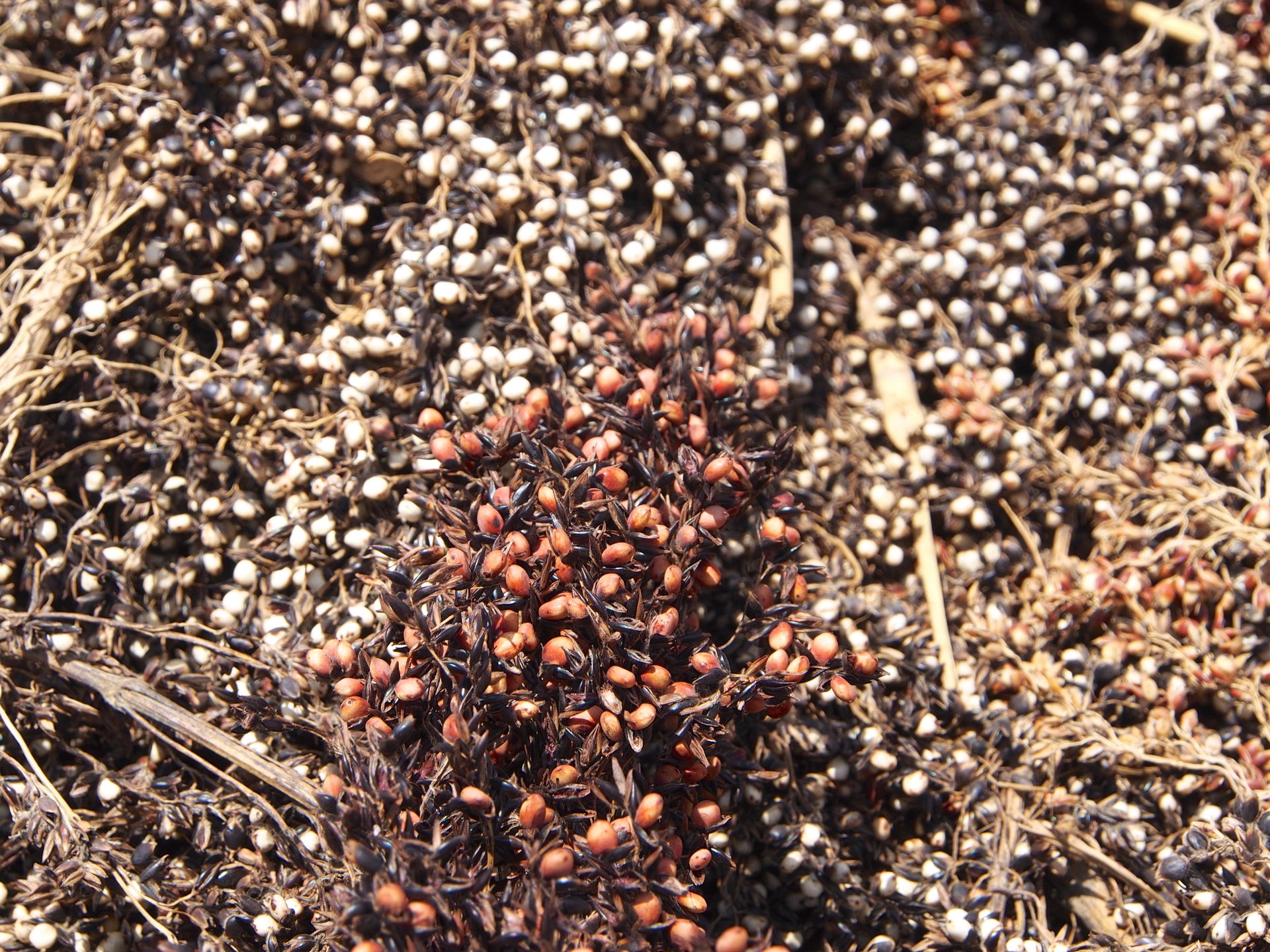 red sorghum grains on white sorghum grains. Picture taken at a …