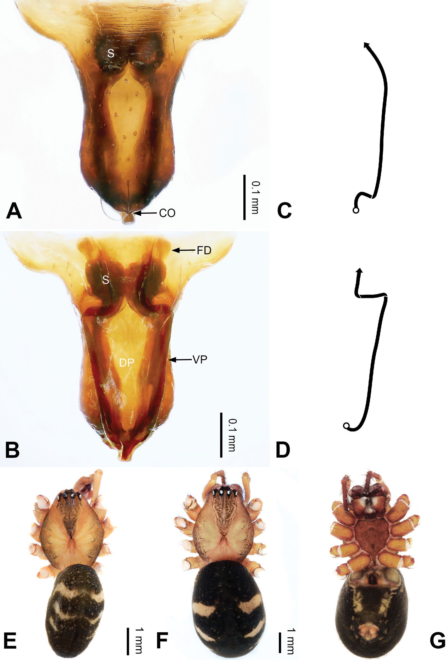 Figure 50.
Epigyne and habitus of Pimoa yele sp. nov., female …