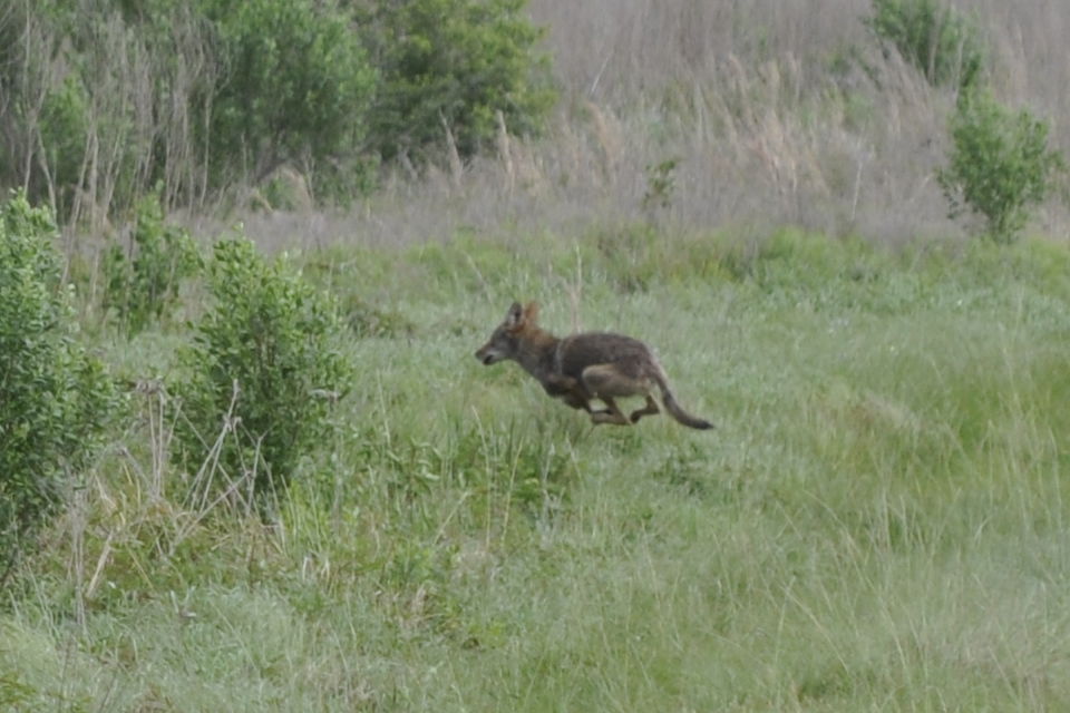 Wylie Coyote