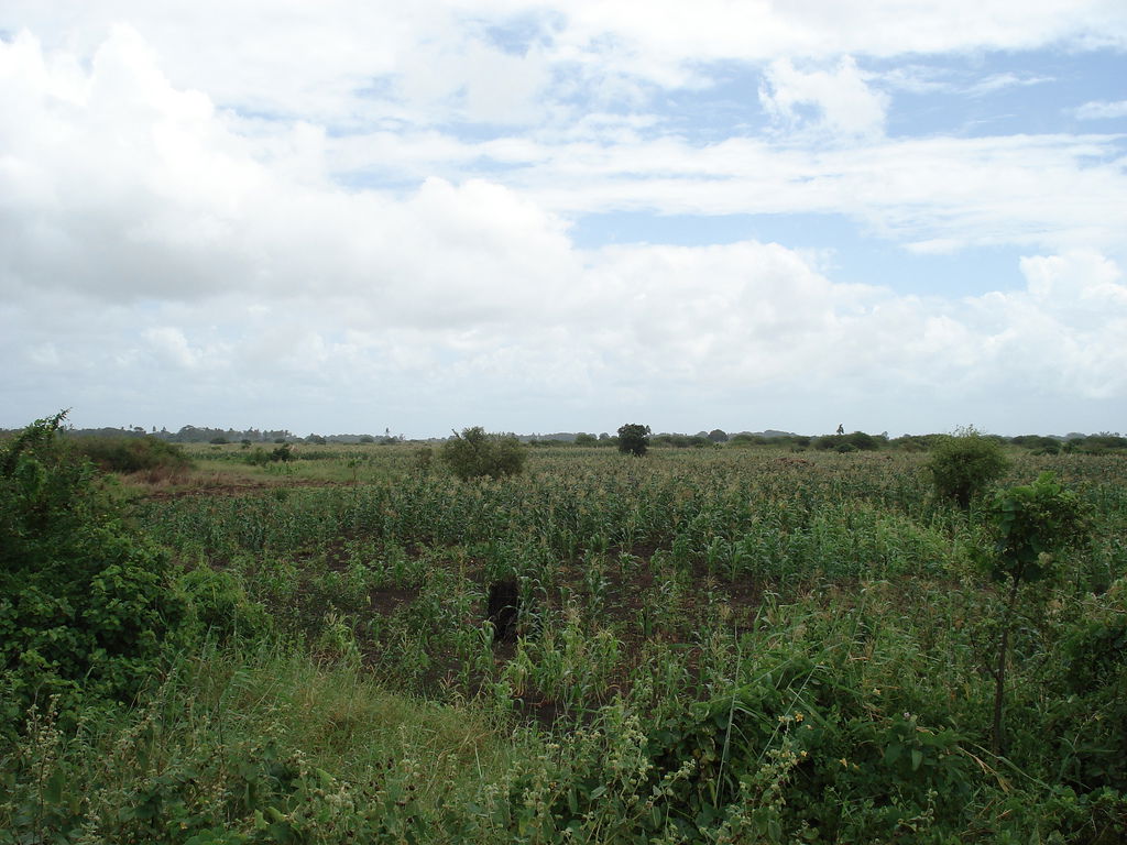 maize field near Jamaame, Somalia