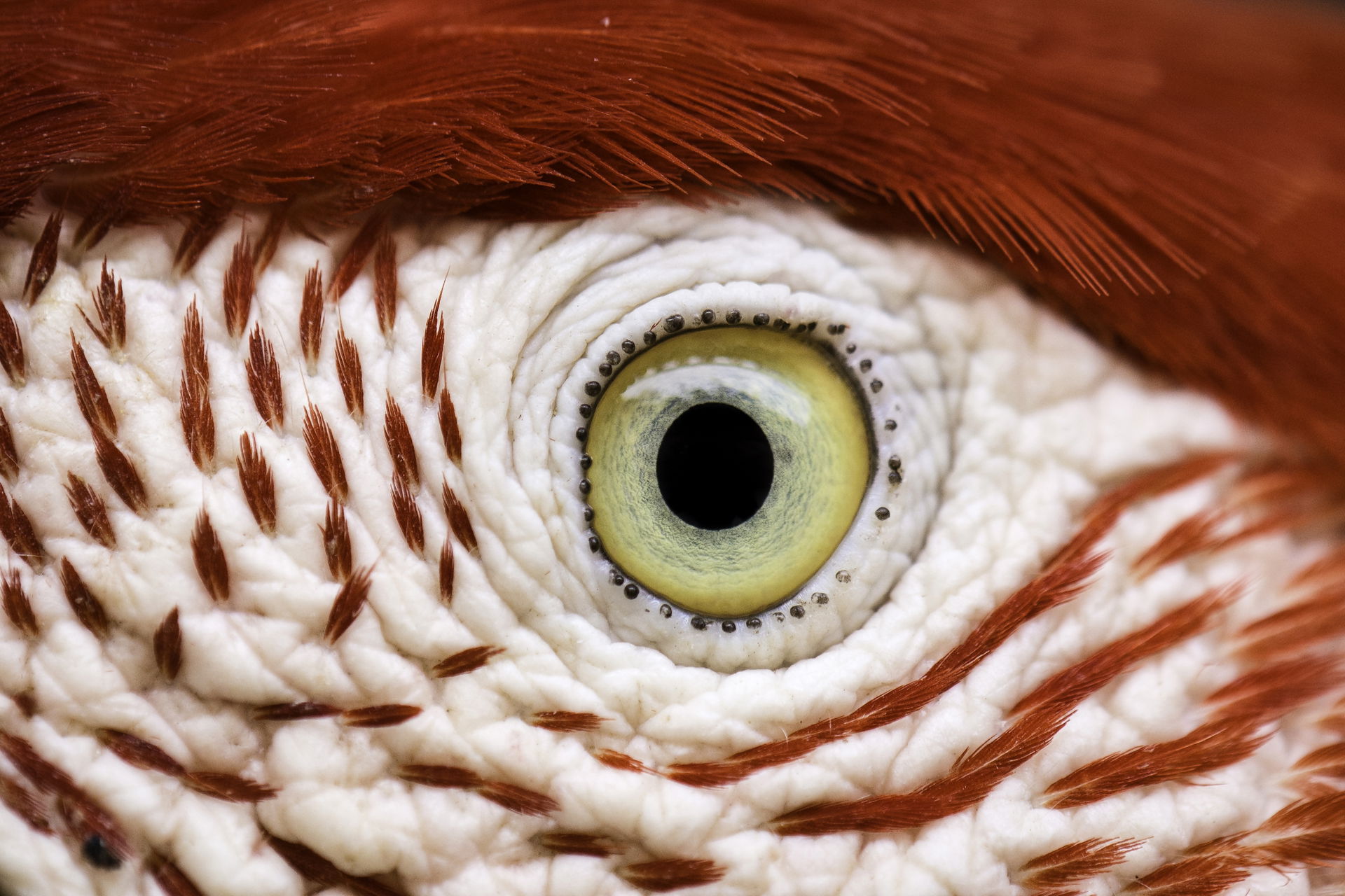 A macro shot of a red-and-green macaw's (Ara chloropterus) eye,…