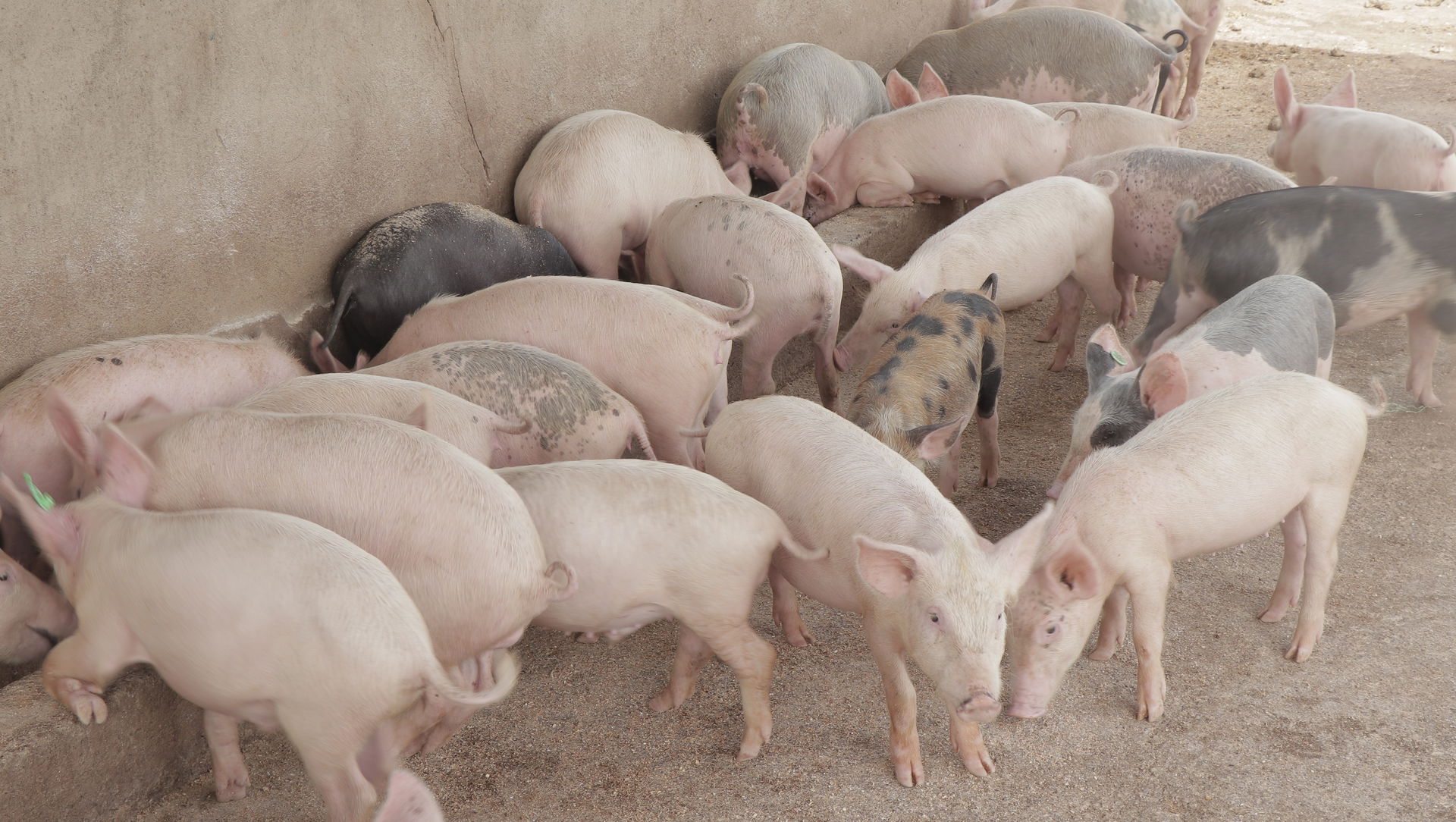 Image porcs de races à Ziniaré