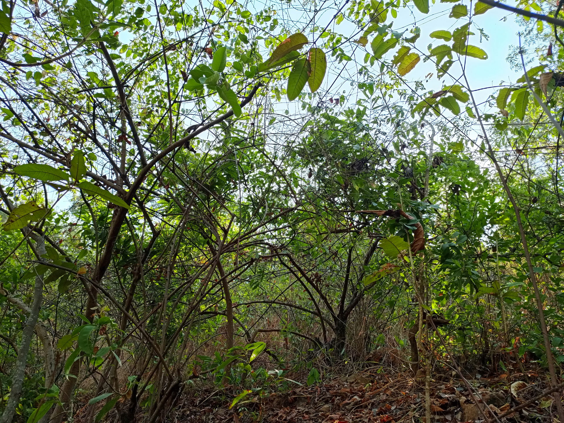 Forêts de Gitovu