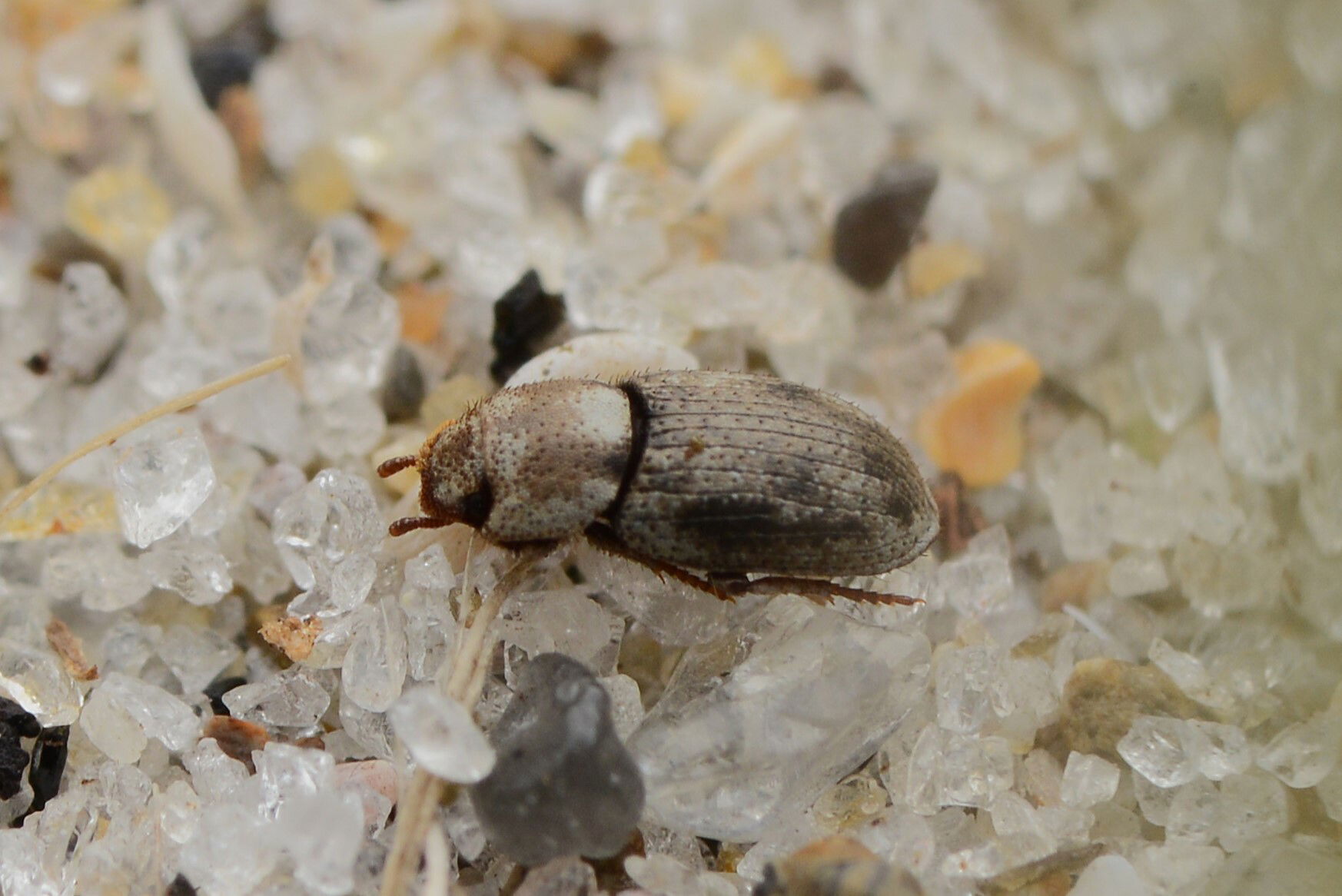 Photo of Actizeta fusca (Actizeta fusca) uploaded from iNatural…