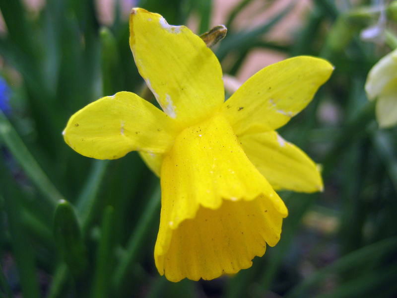 Narcissus 'Little Gem'. Picture of a Daffodill, scientifically …