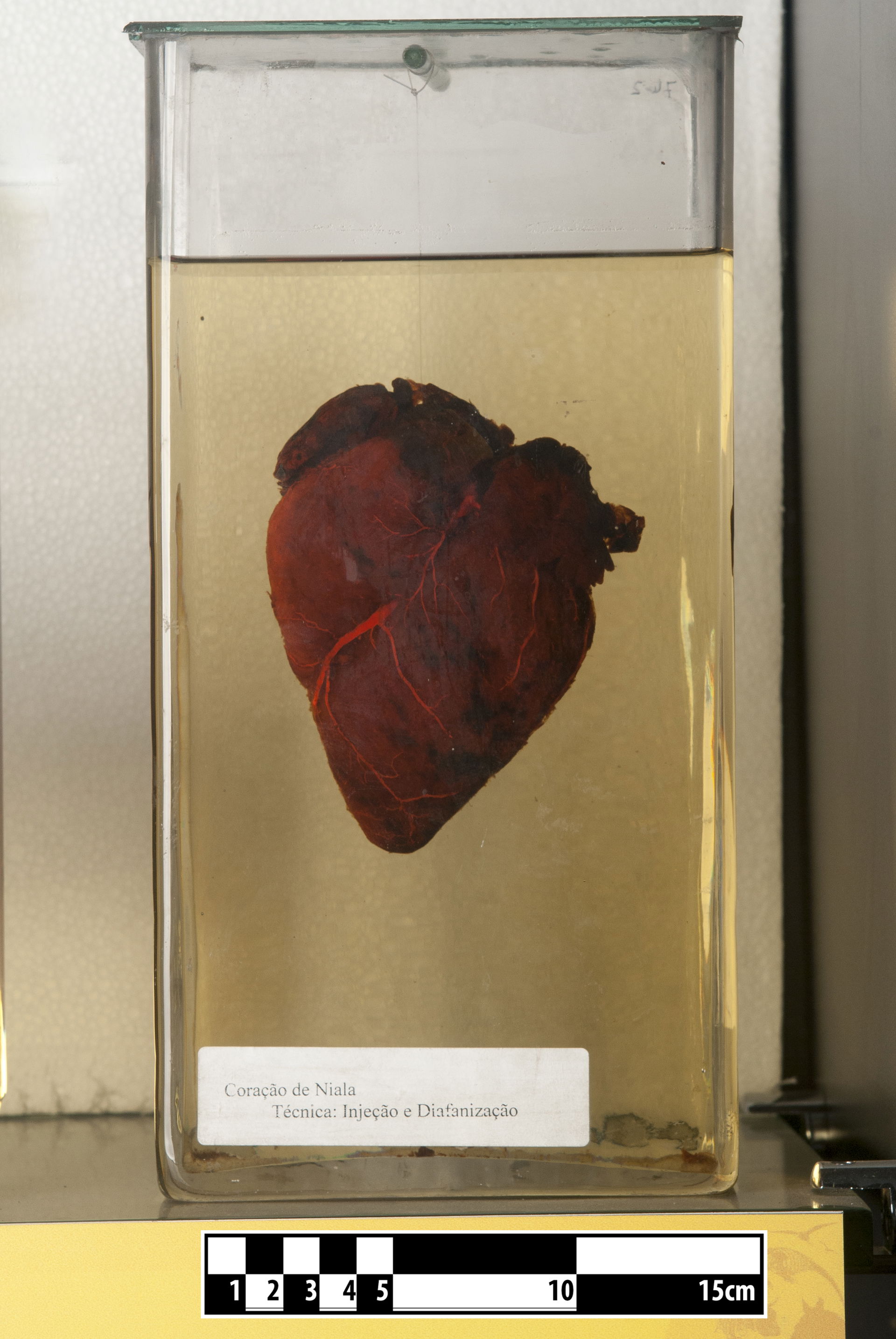 Nyala heart (Tragelaphus angasii). Gelatin injection and Spalte…