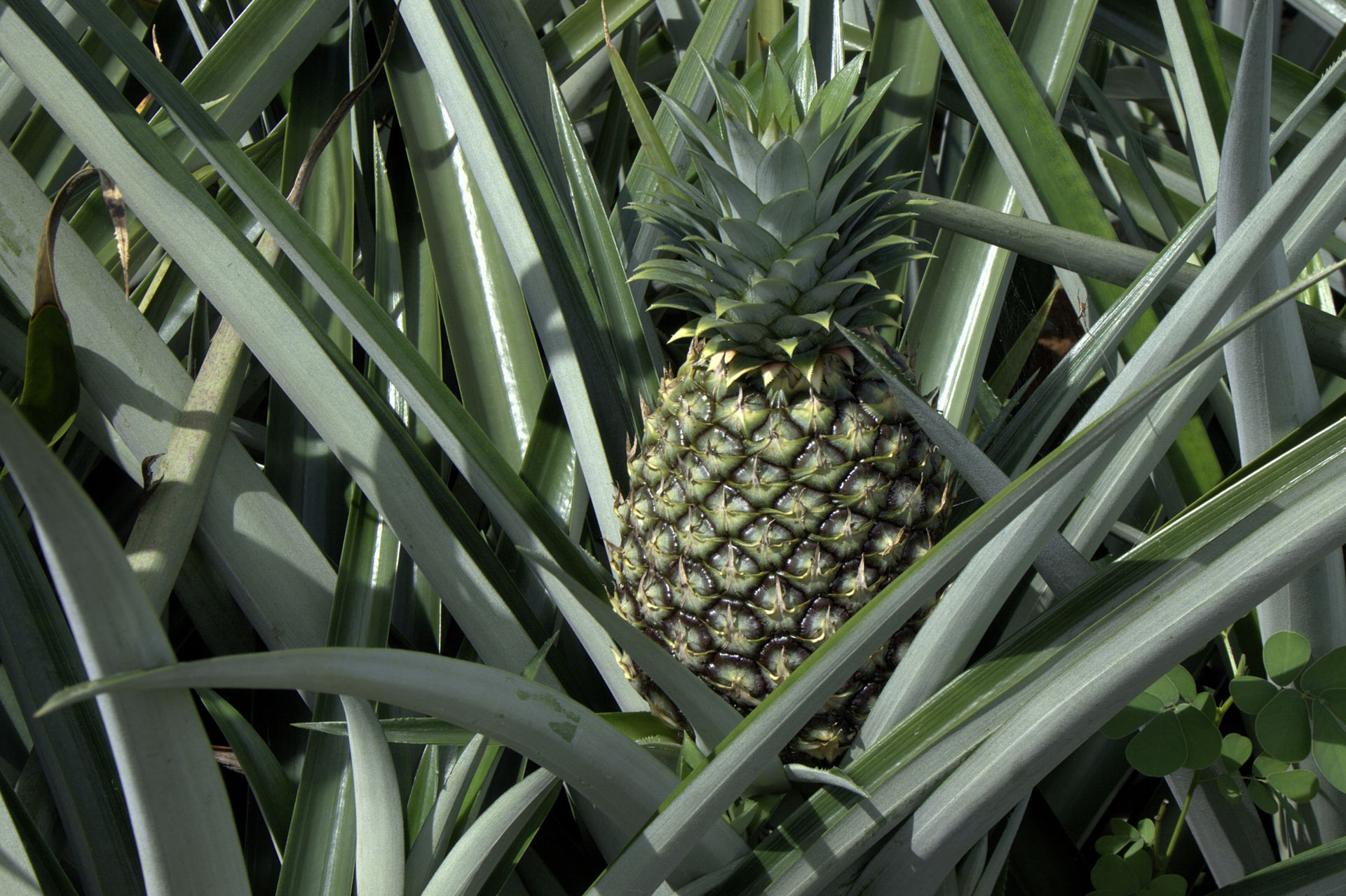 Pineapple on its plant, Costa Rica