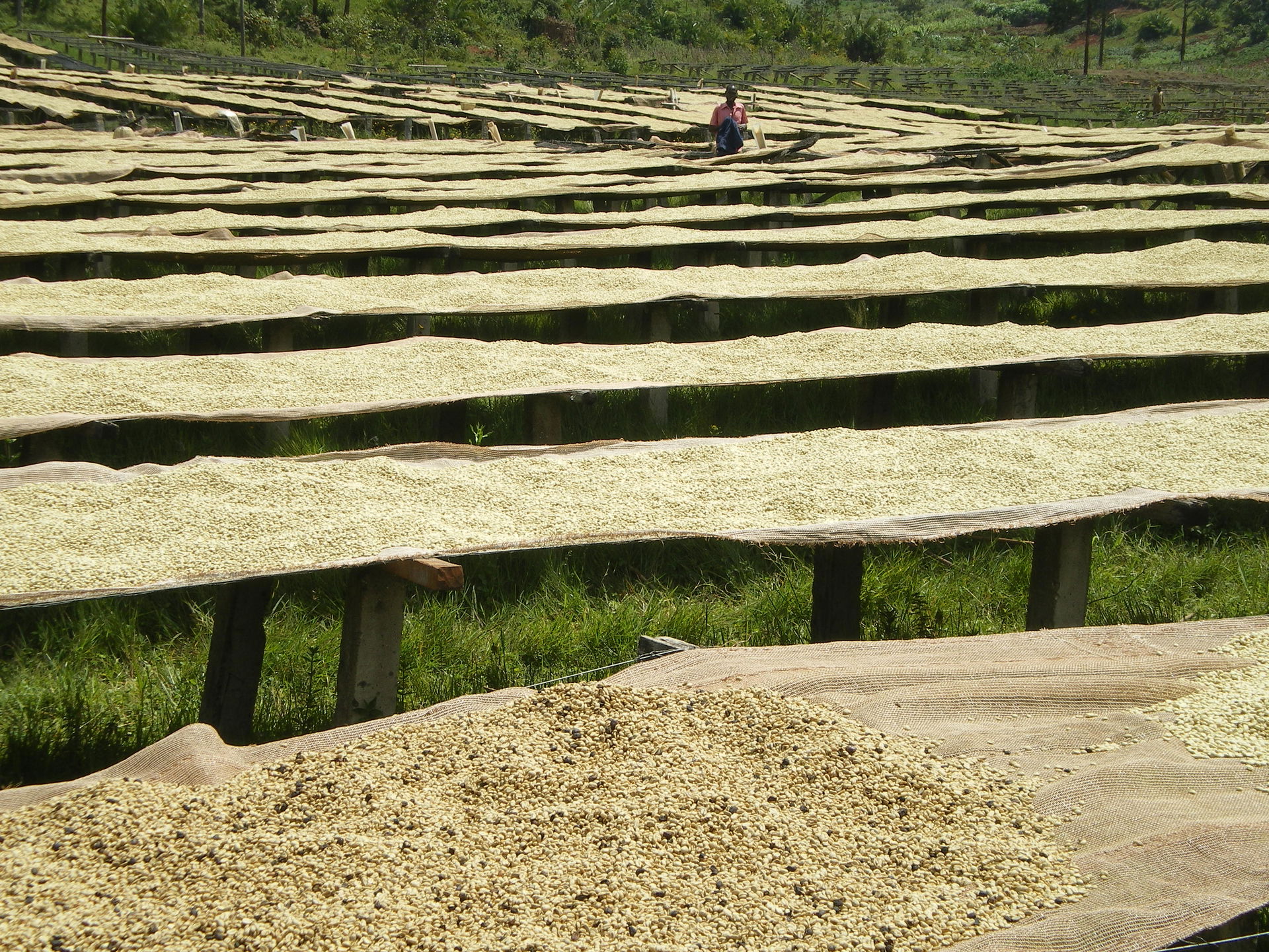 Agriculture of Kayanza (Burundi)